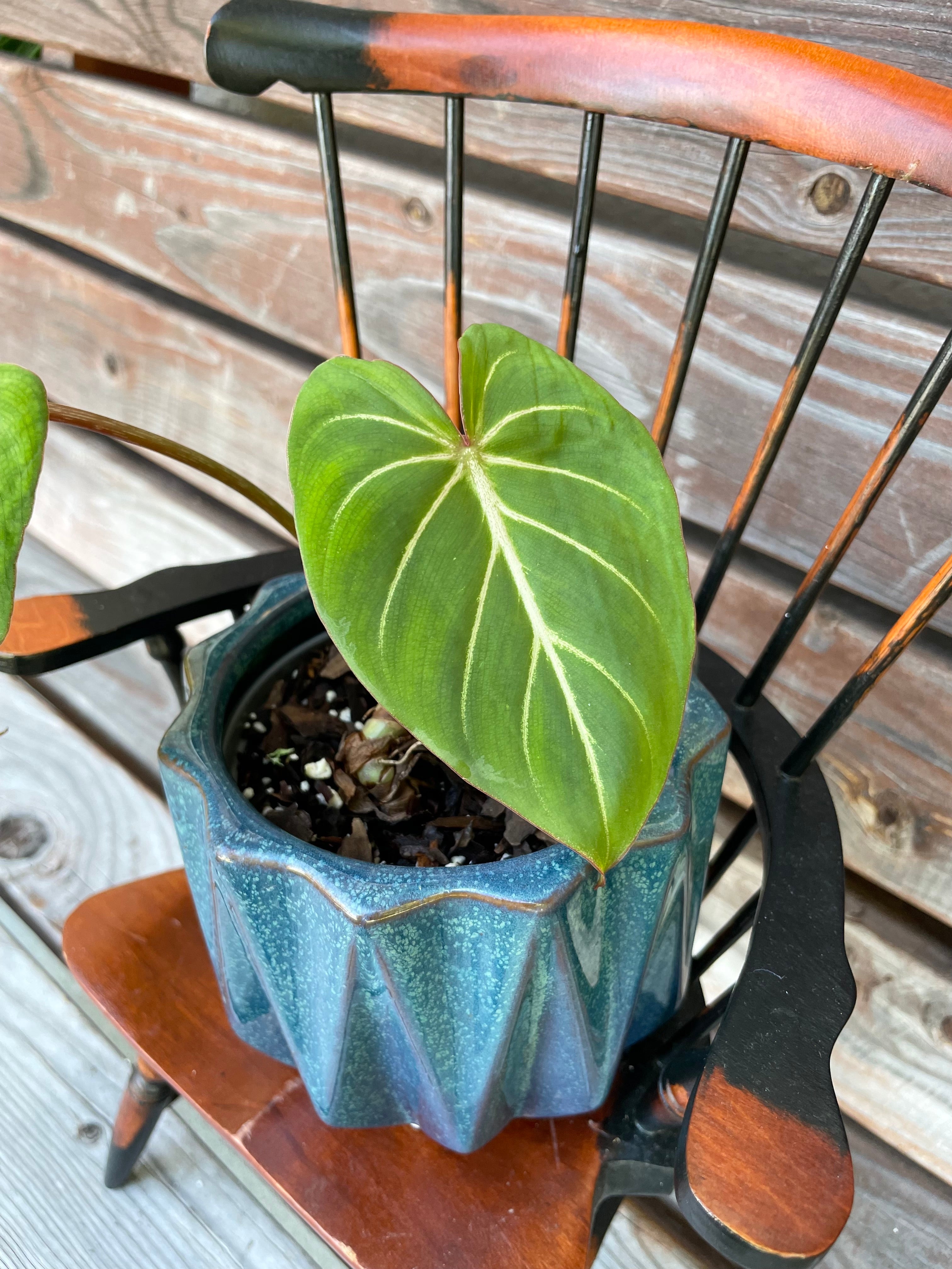 Philodendron Gloriosum in ceramic pot- ONLY AVAILABLE AT ORANGE BLOSSOM COFFFEE