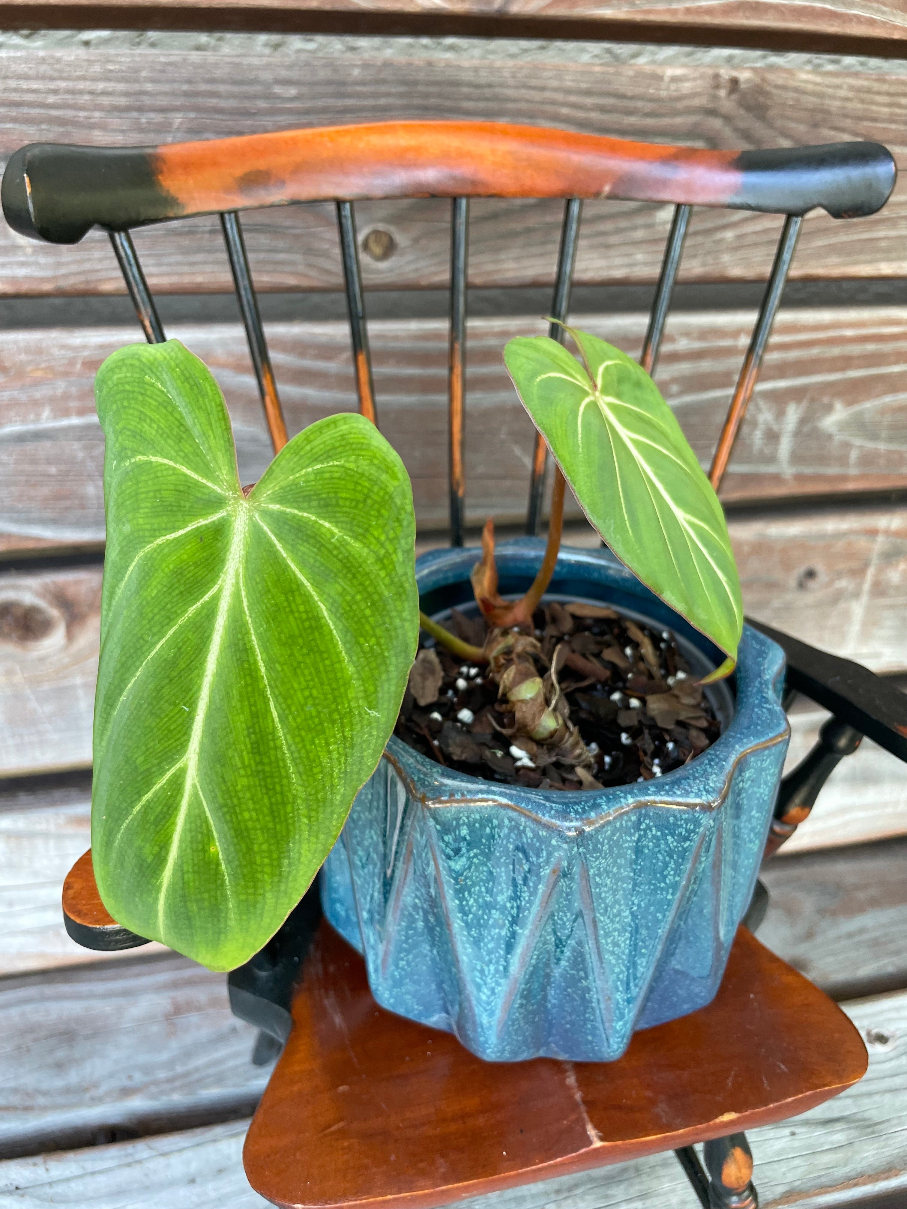 Philodendron Gloriosum in ceramic pot- ONLY AVAILABLE AT ORANGE BLOSSOM COFFFEE