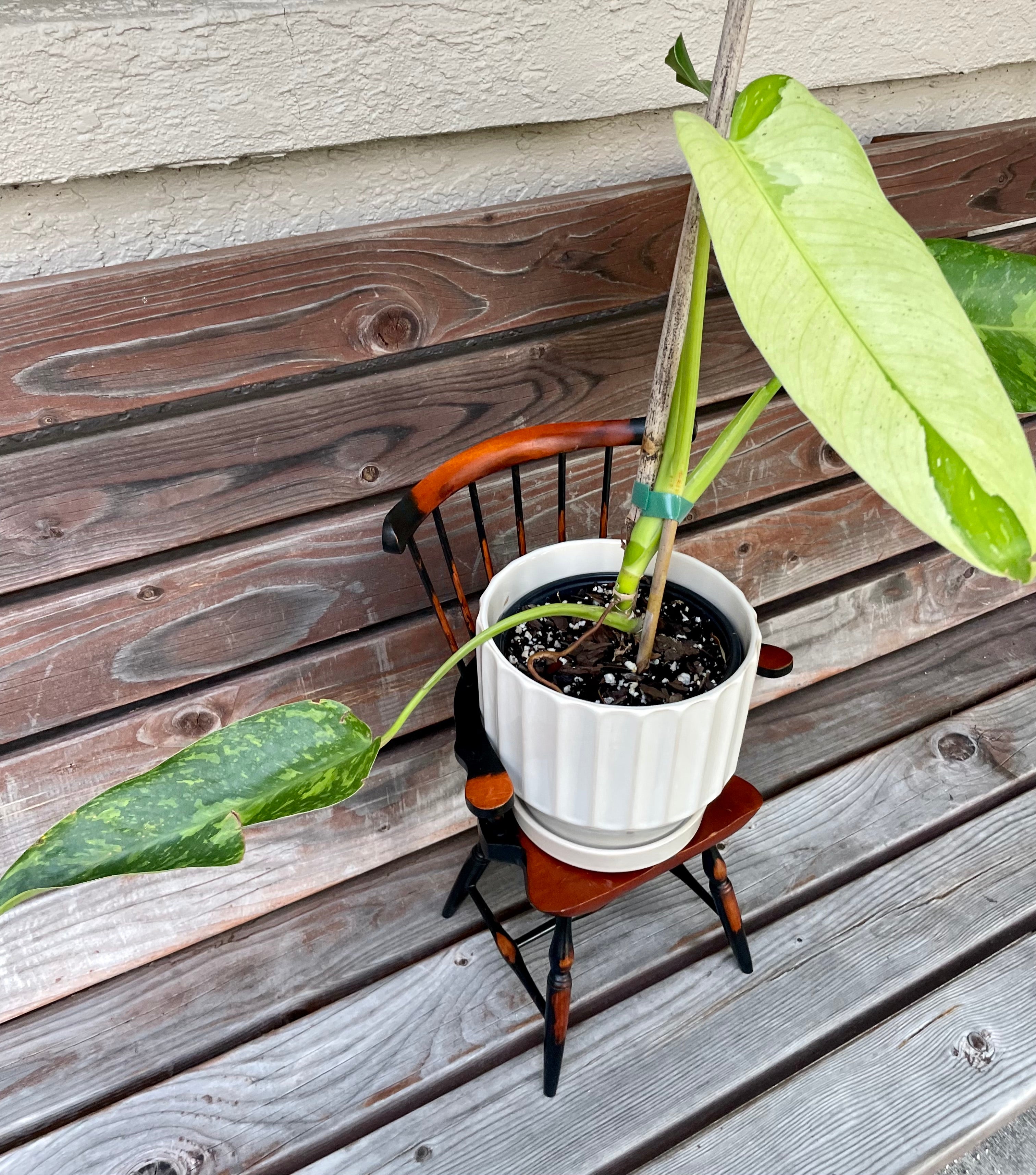 Philodendron Jose Buono in White Ceramic pot- ONLY AVAILABLE AT LAVA NUTRITION
