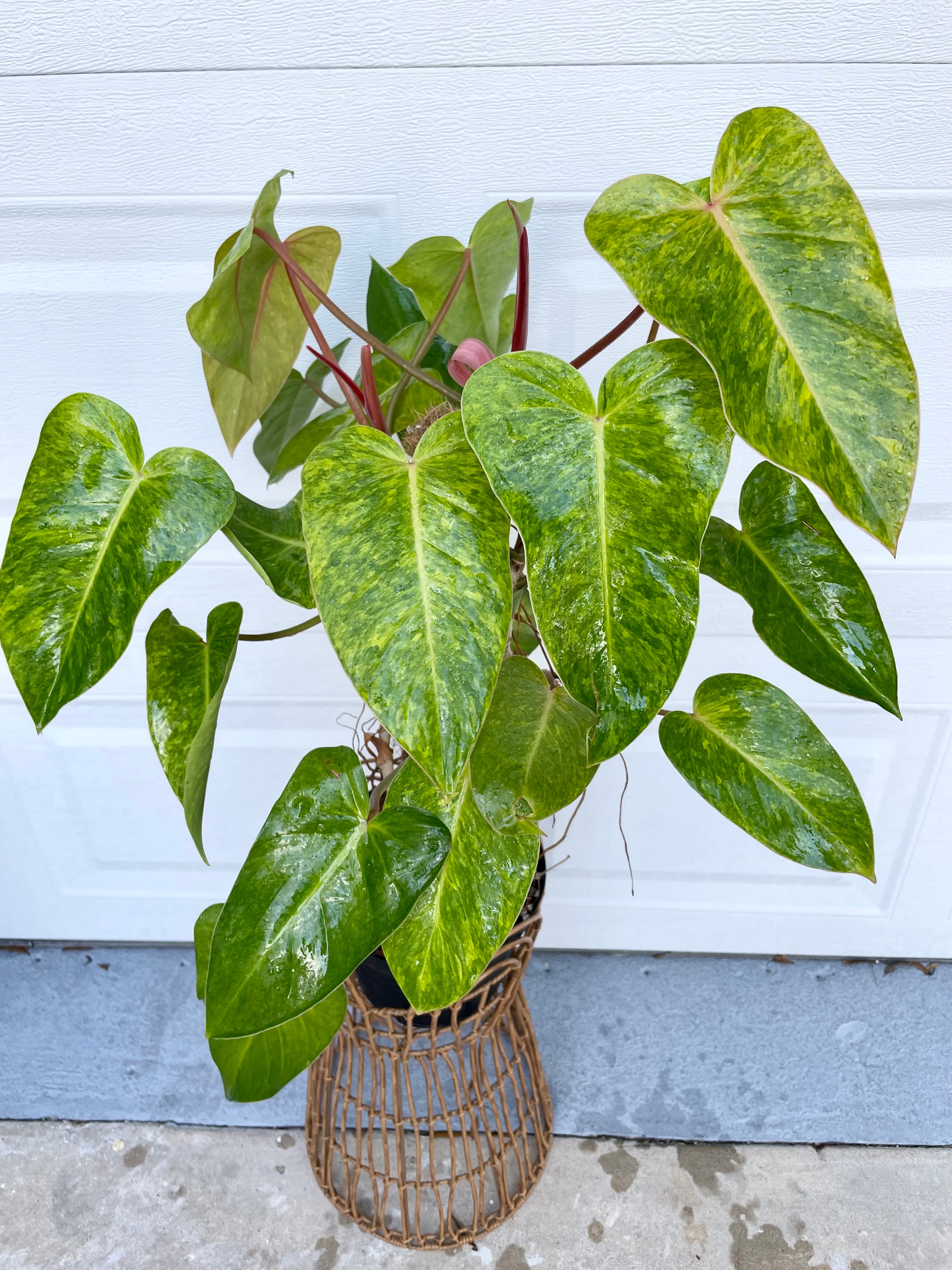 painted lady philodendron mature Philodendron painted lady on a moss pole- ONLY AVAILABLE AT ORANGE BLO – Scott's Exotic Plants