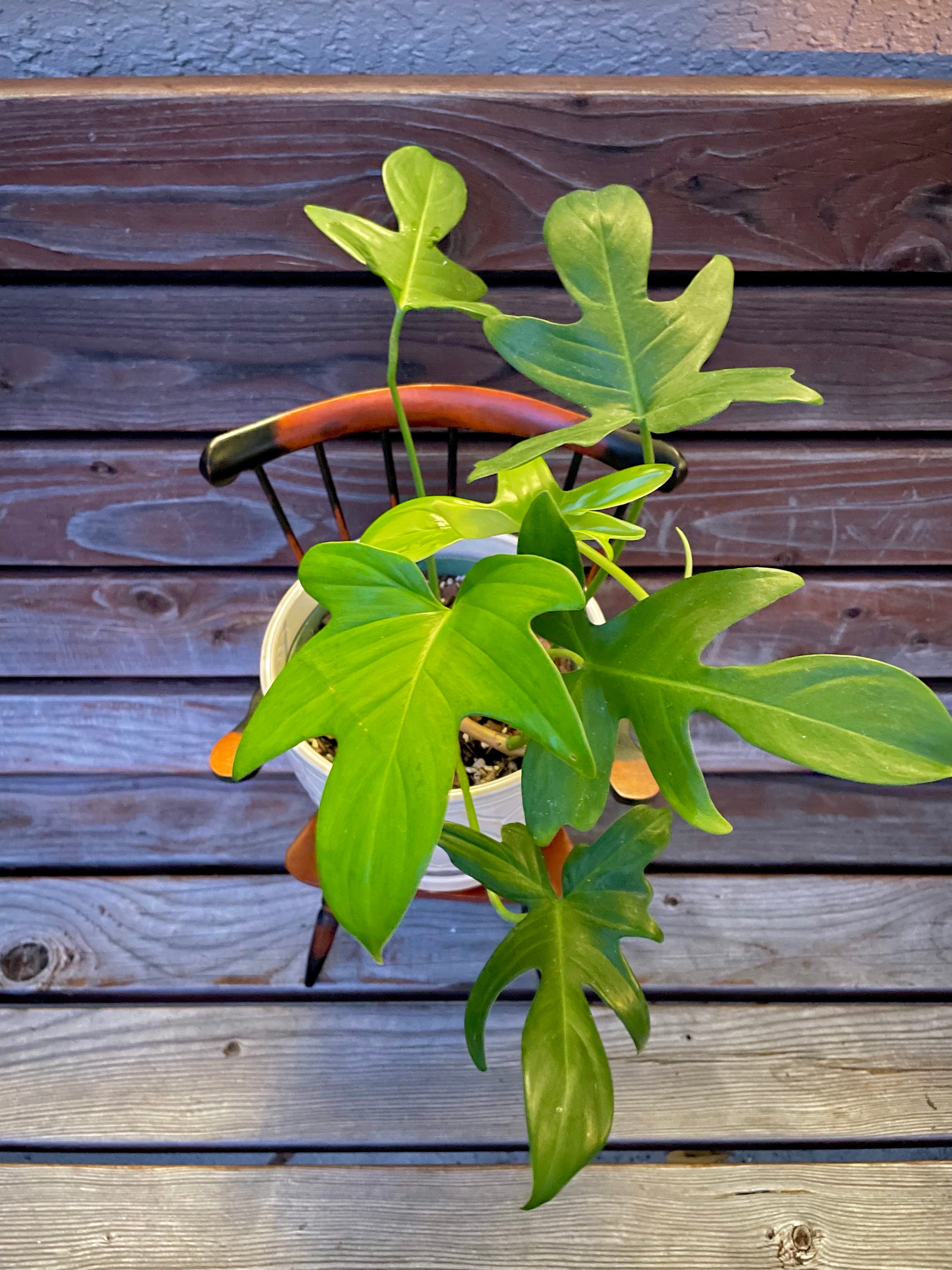 Philodendron Pedatum in Cream & White Ceramic Pot- AVAILABLE ONLY at ORANGE BLOSSOM COFFEE
