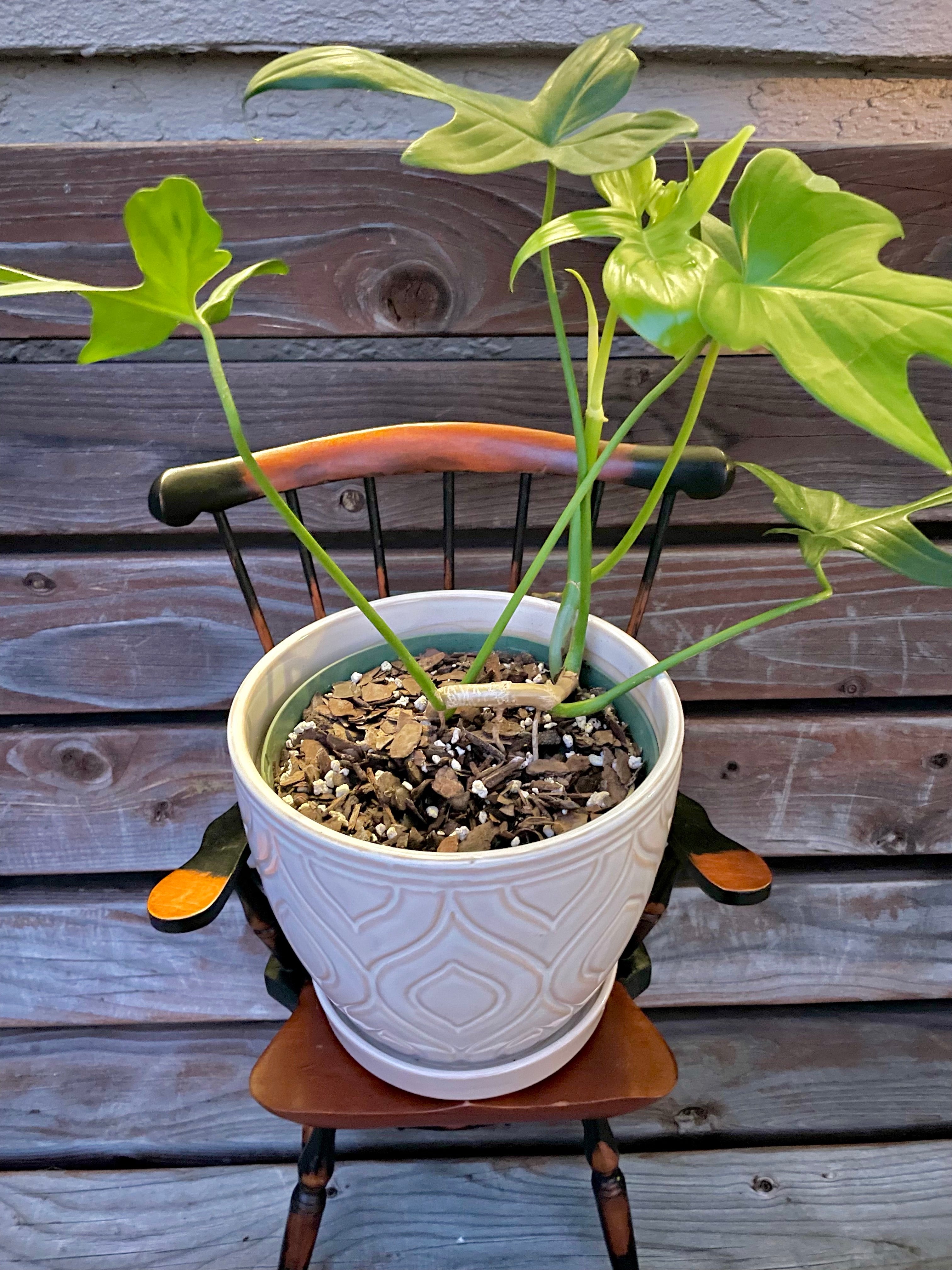 Philodendron Pedatum in Cream & White Ceramic Pot- AVAILABLE ONLY at ORANGE BLOSSOM COFFEE