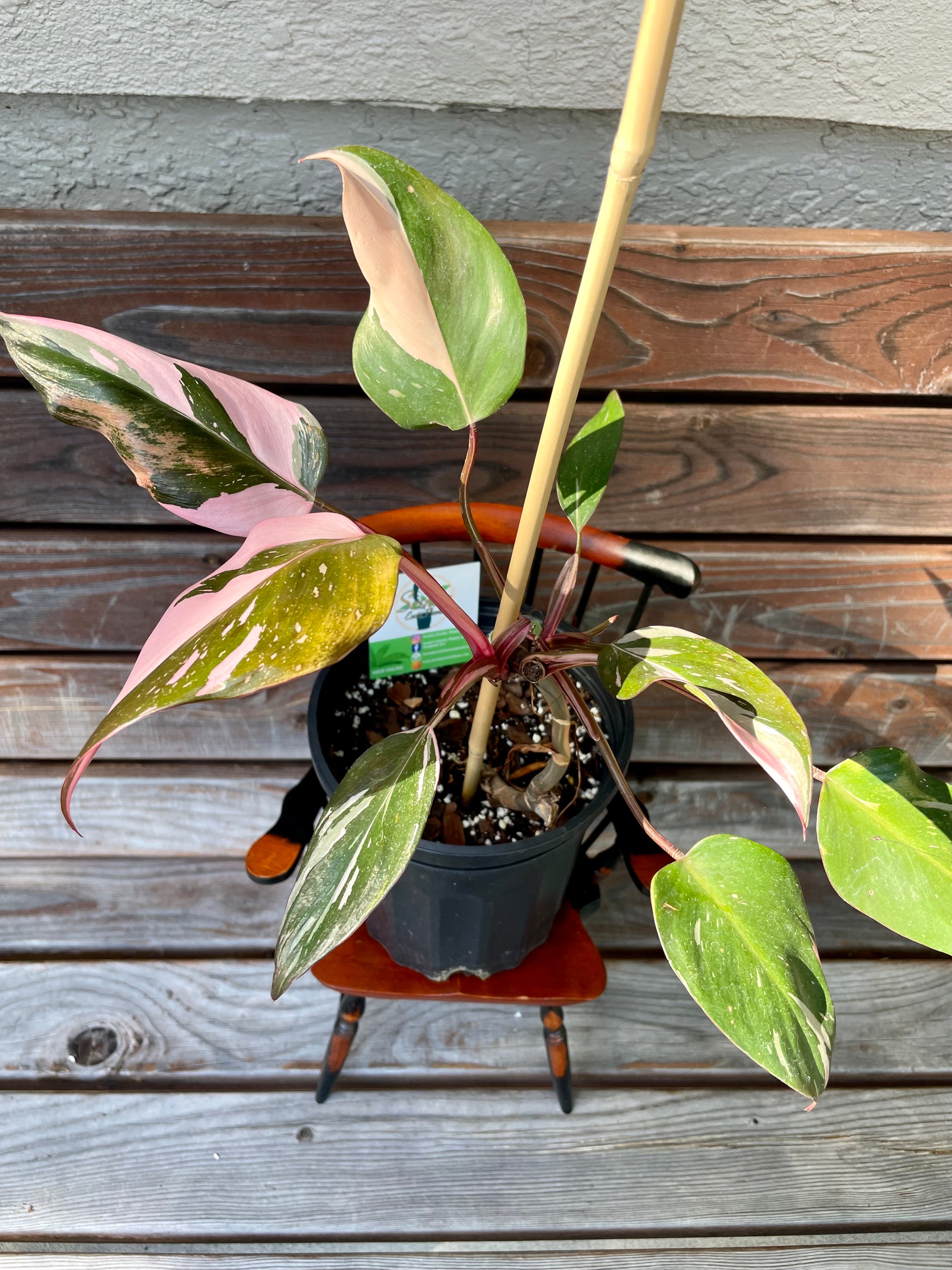 Philodendron Pink Princess- ONLY AVAILABLE AT MUDSLIDE COFFEE