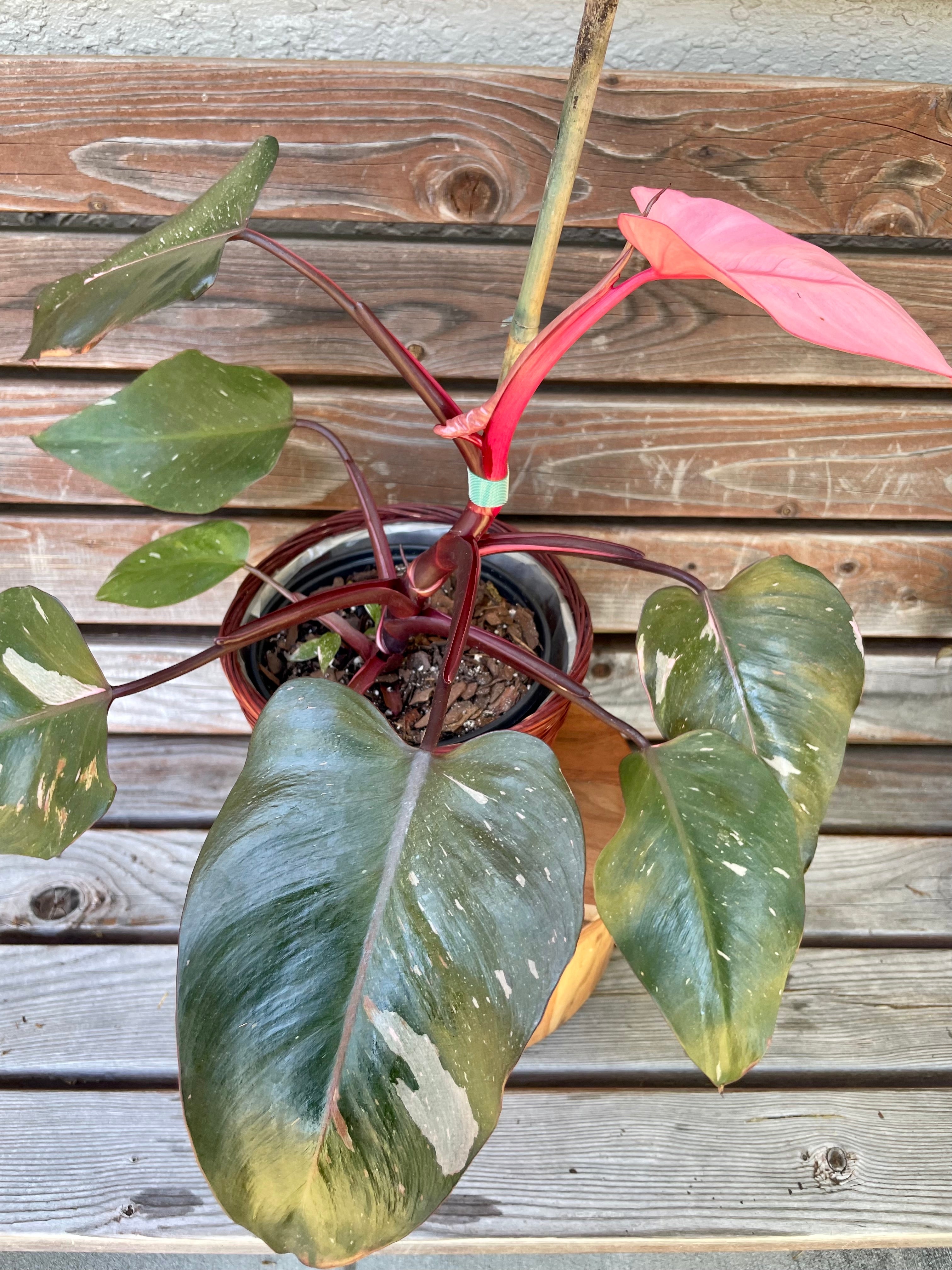 Philodendron Pink Princess- ONLY AVAILABLE AT LAVA NUTRITION