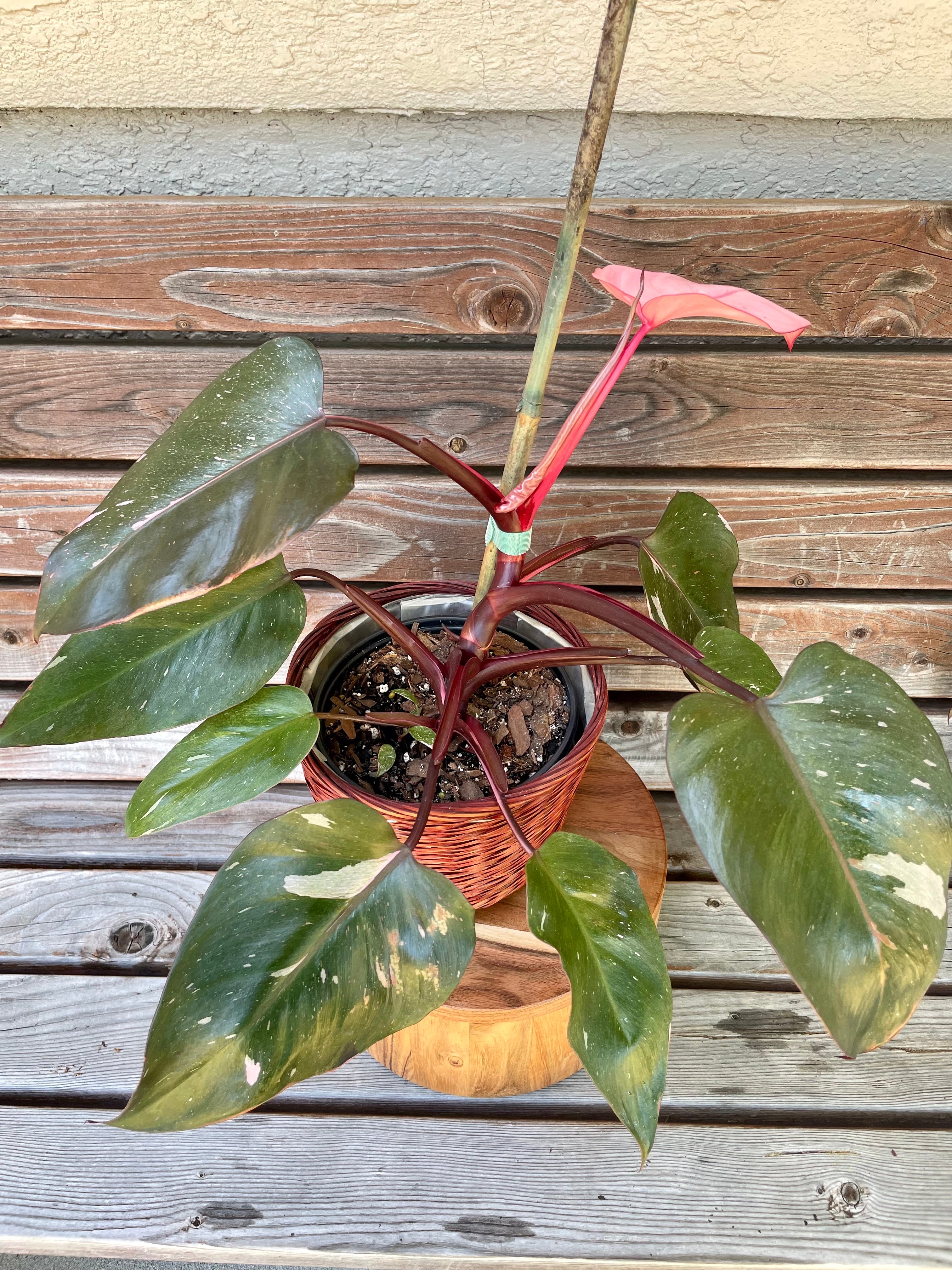 Philodendron Pink Princess- ONLY AVAILABLE AT LAVA NUTRITION