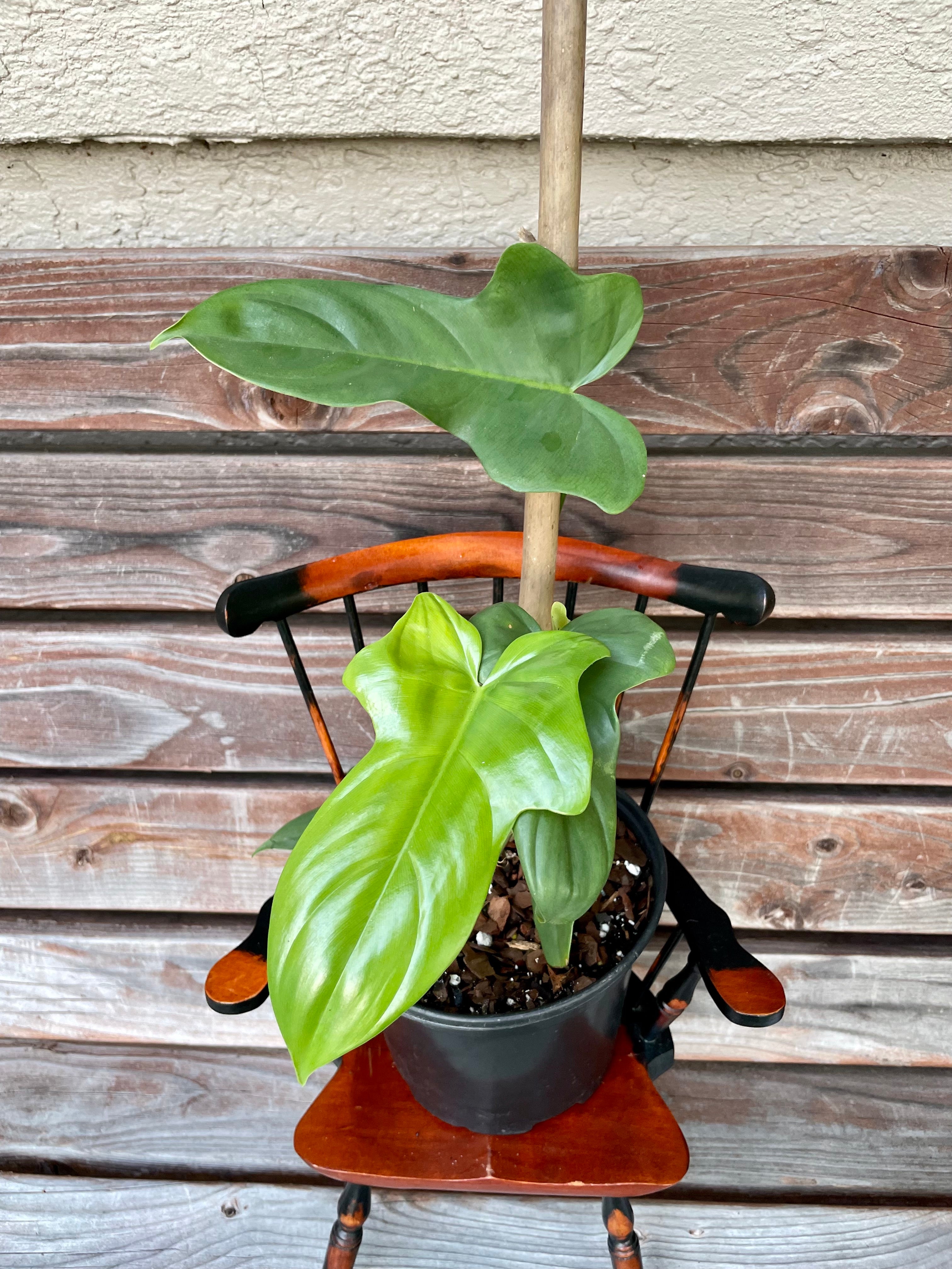 horsehead philodendron bipennifolium Philodendron bipennifolium (horse head)