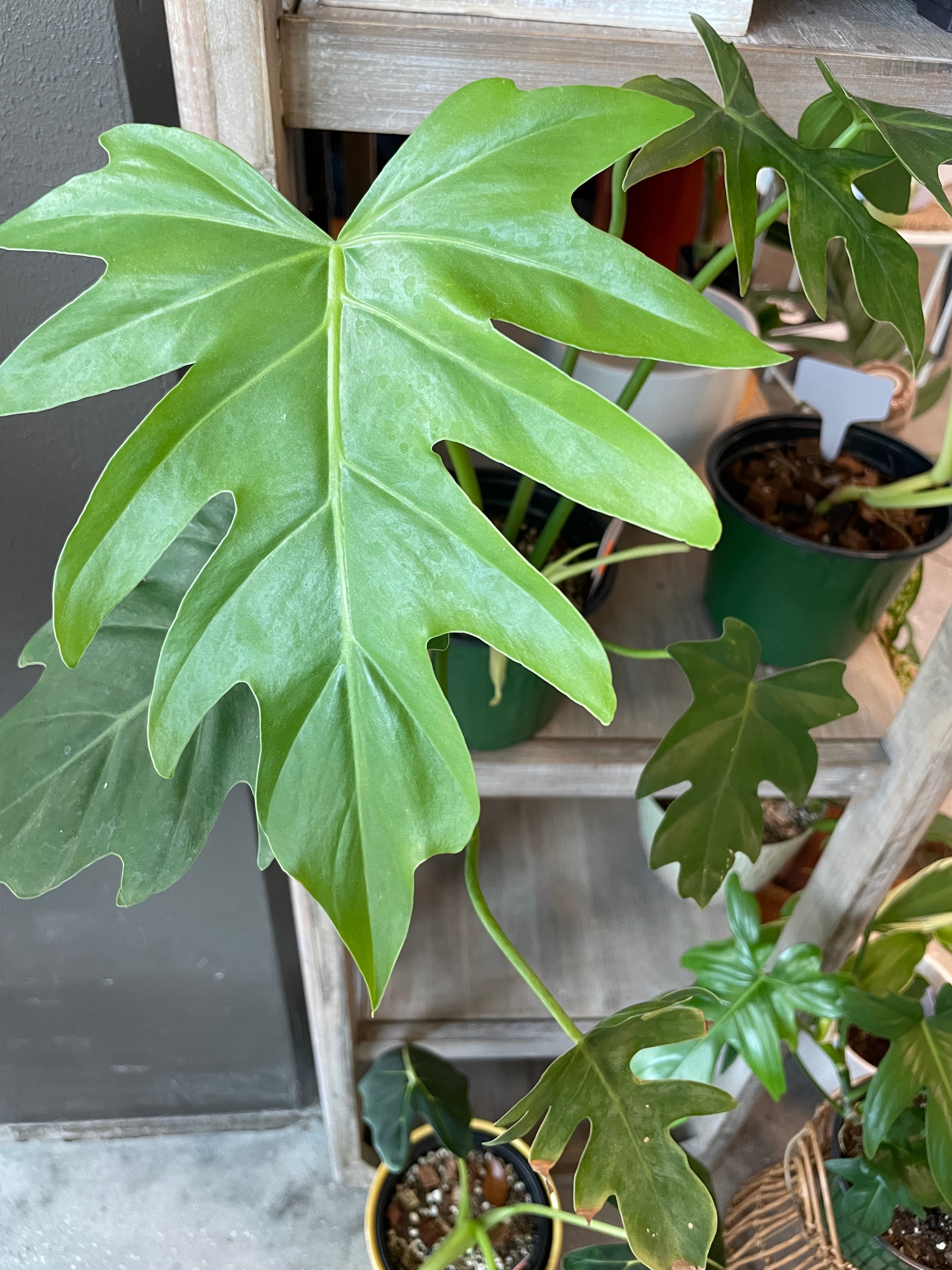 Philodendron Bipinnatifidum – Scott's Exotic Plants