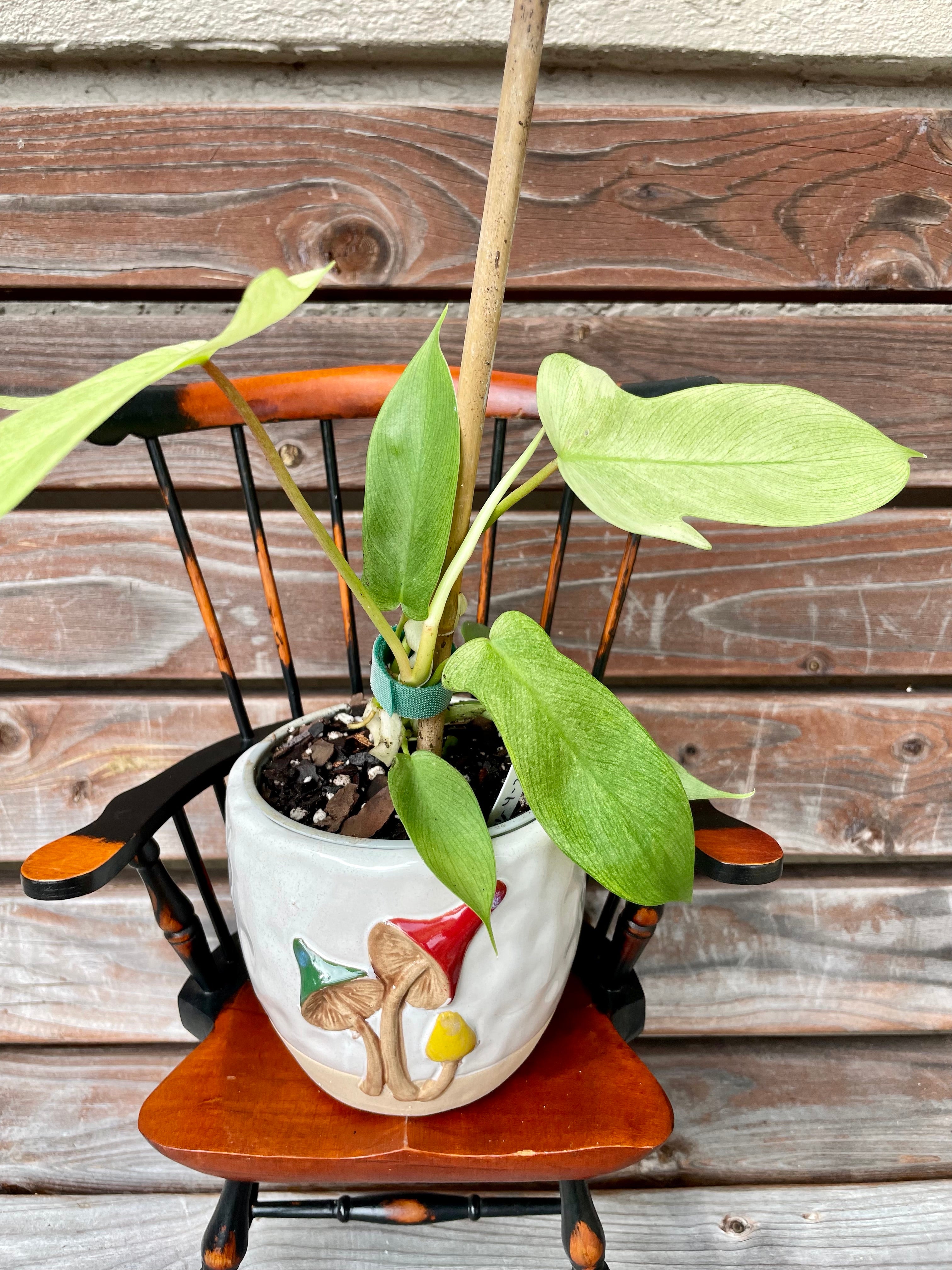 Philodendron Florida Ghost in mushroom planter- ONLY AVAILABLE INSIDE OF PETRICHOR MUSHROOMS