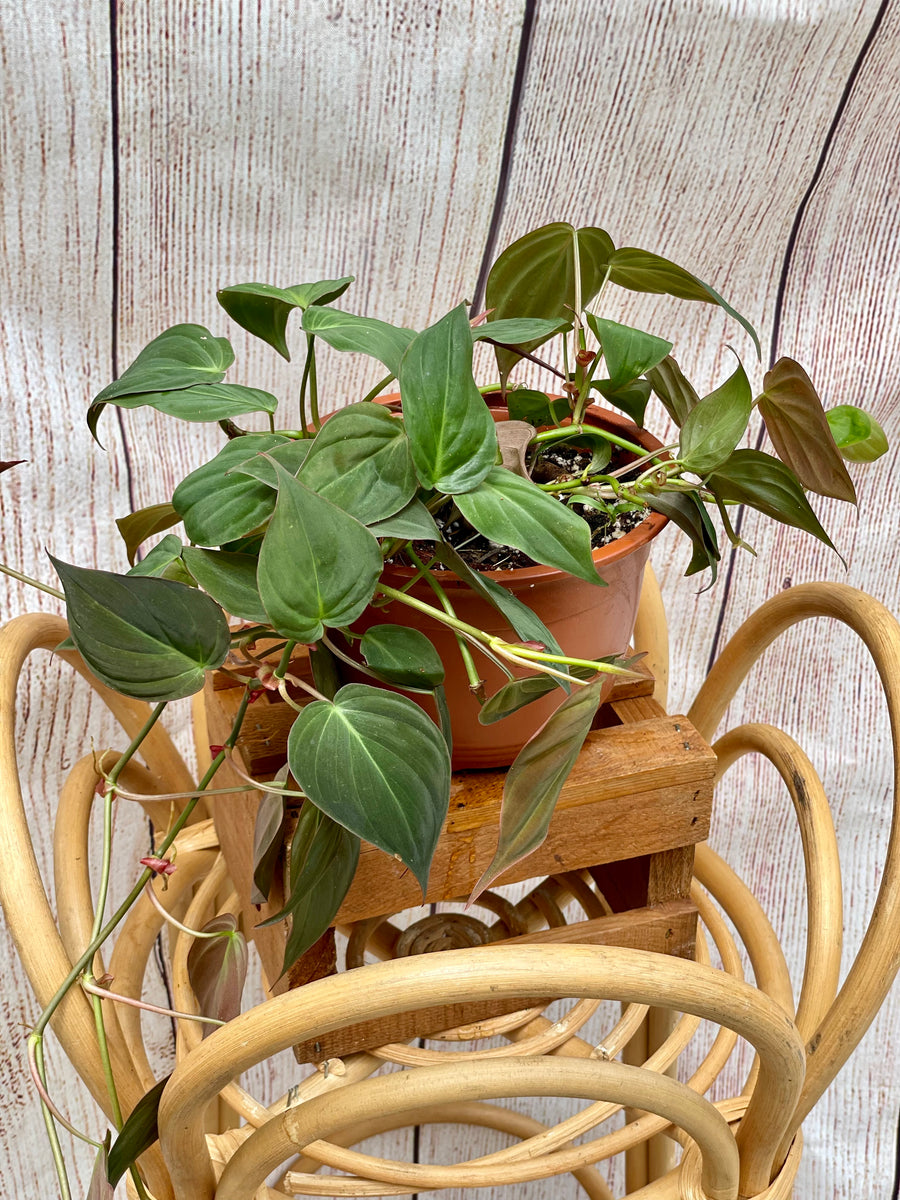 Philodendron Micans in 6inch pot Scott’s Exotic Plants