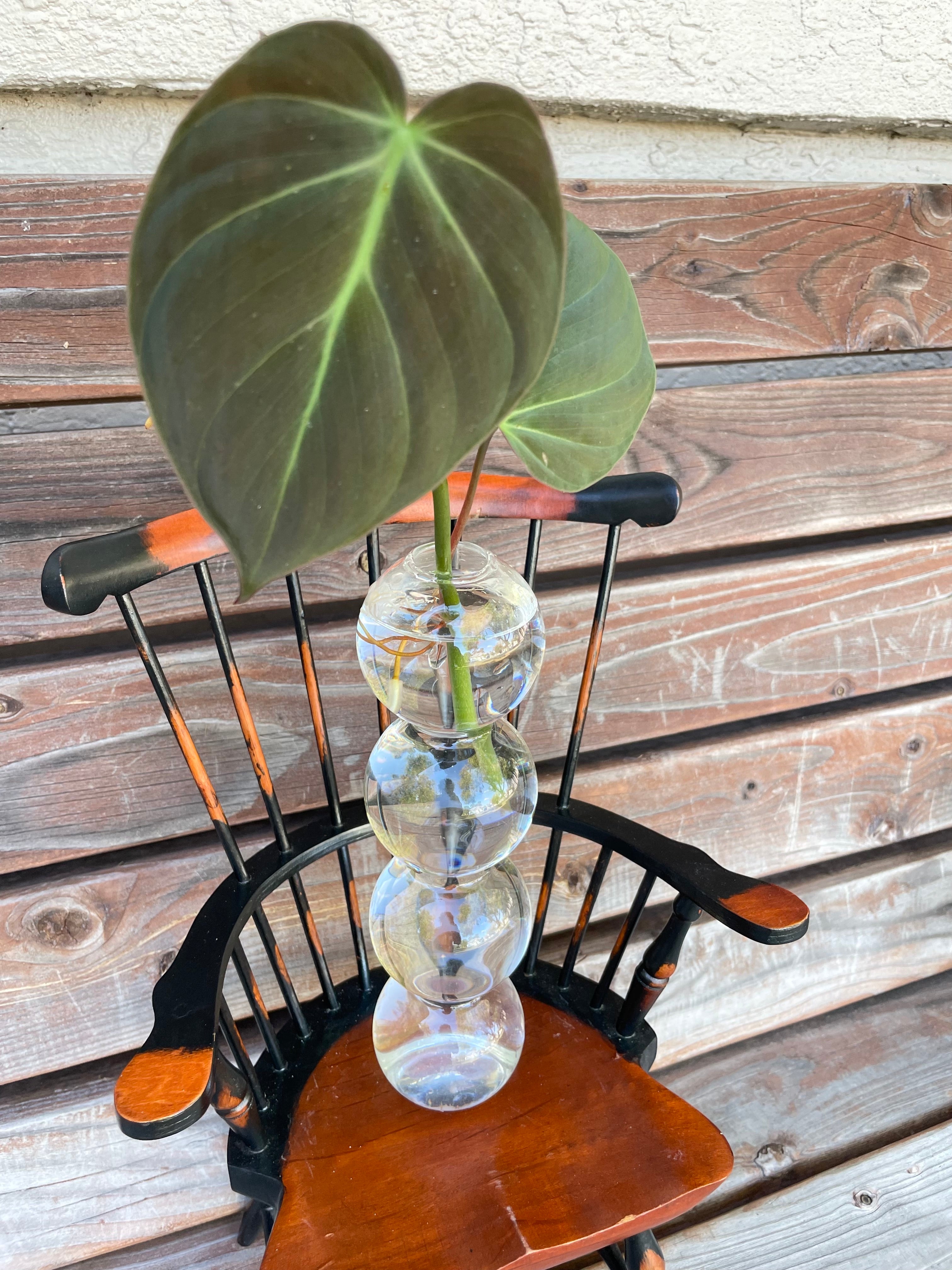 Philodendron Micans cutting in glass prop stand- ONLY AVAILABLE INSIDE MUDSLIDE COFFEE