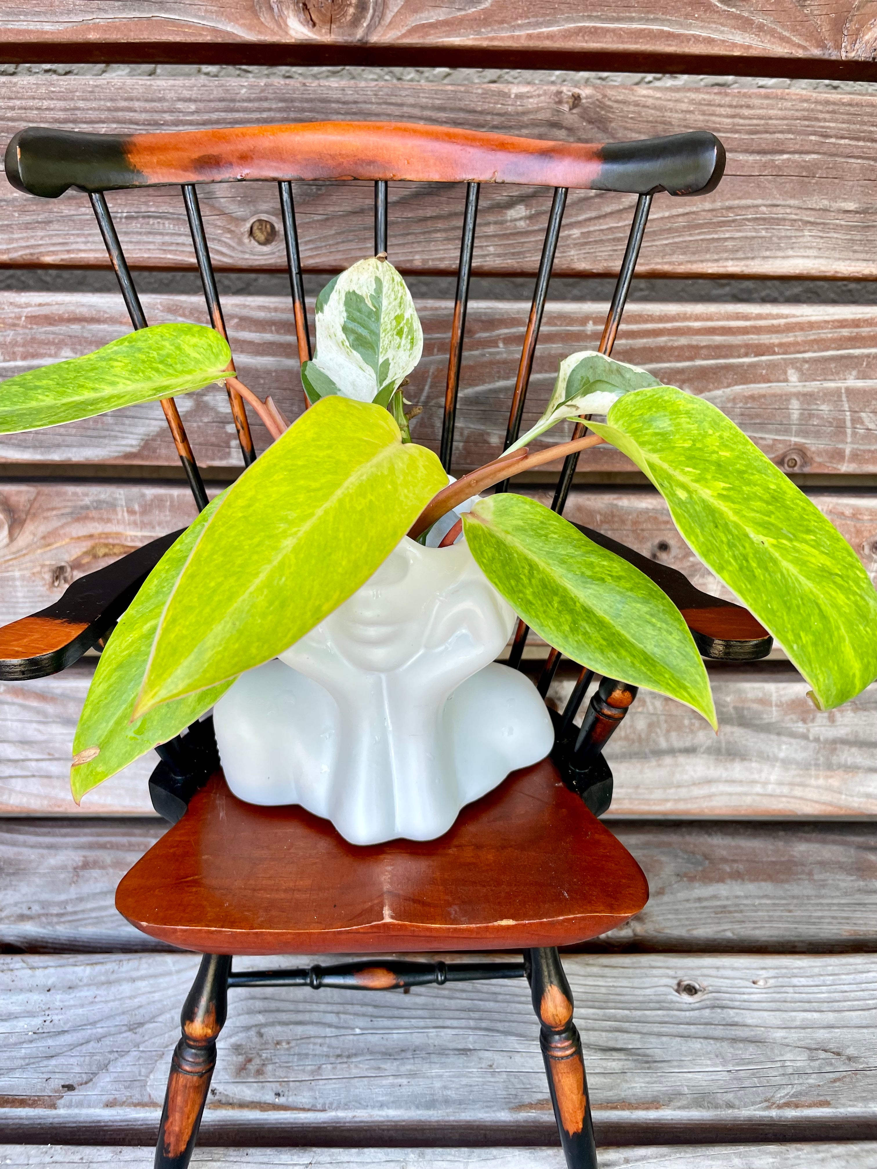 Philodendron painted lady & Pothos N'Joy cutting in Prop Stand - ONLY AVAILABLE AT ORANGE BLOSSOM COFFEE