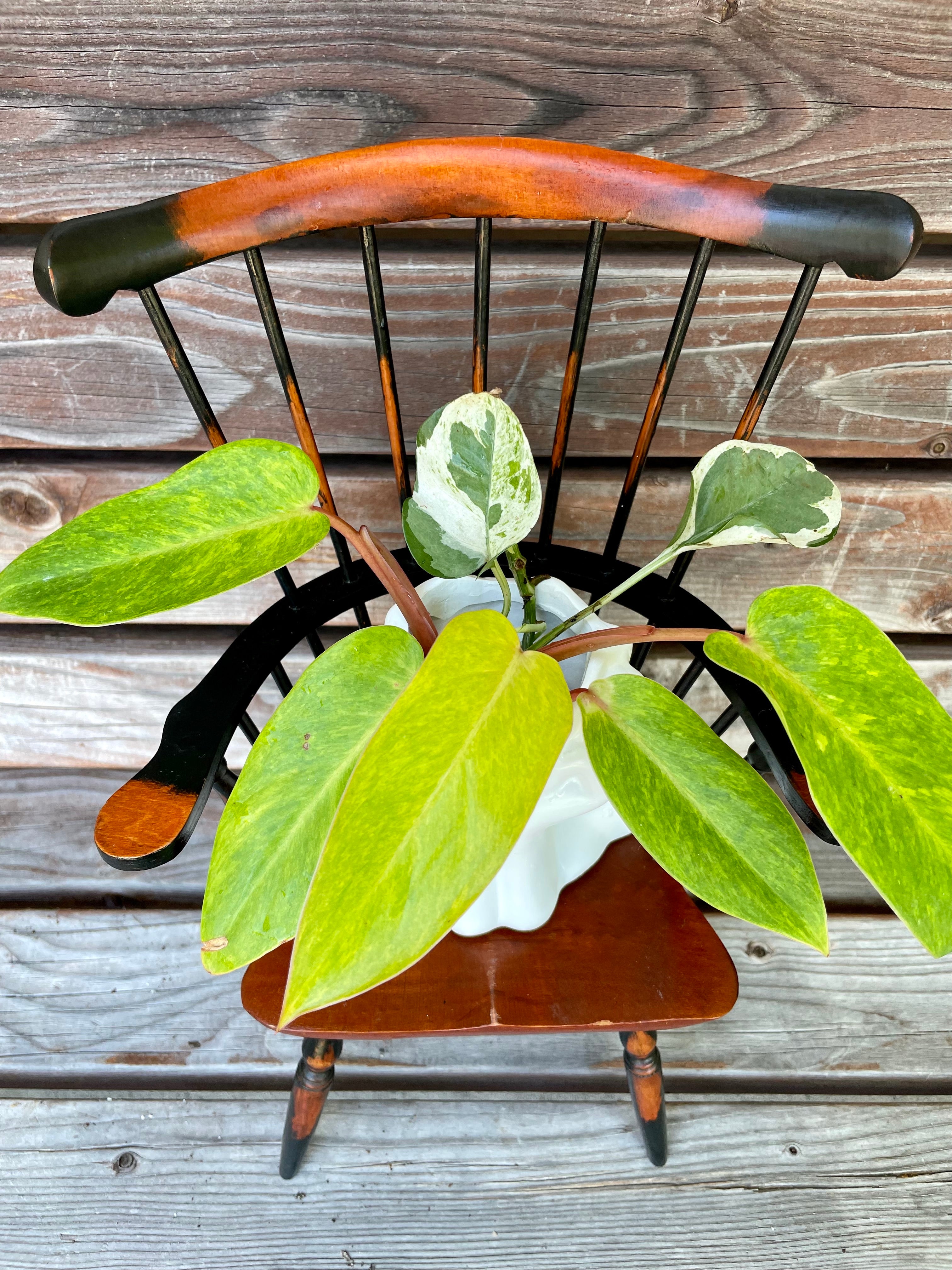 painted lady philodendron cutting Philodendron painted lady & Pothos N'Joy cutting in Prop Stand
