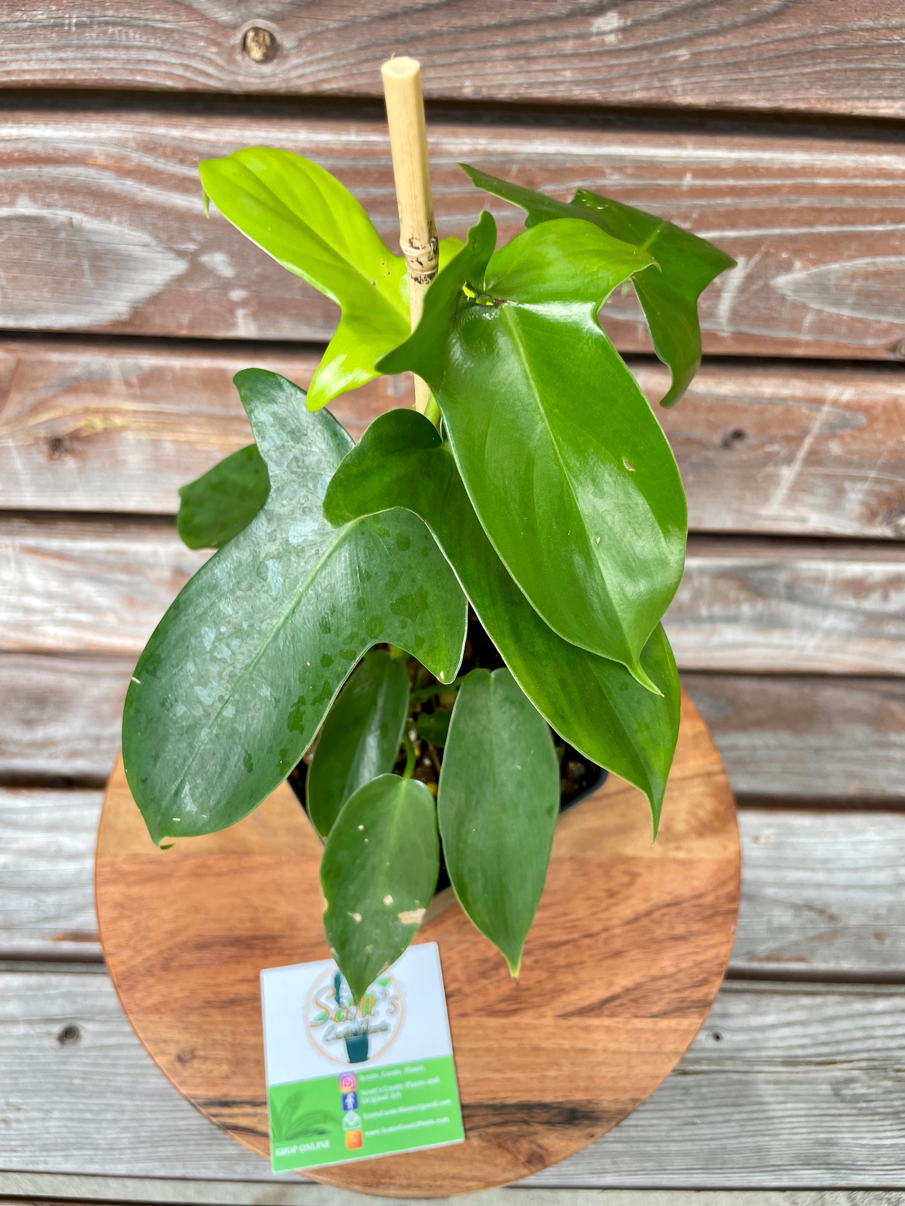 Philodendron Pedatum in 4-inch pot- ONLY AVAILABLE AT ORANGE BLOSSOM COFFEE