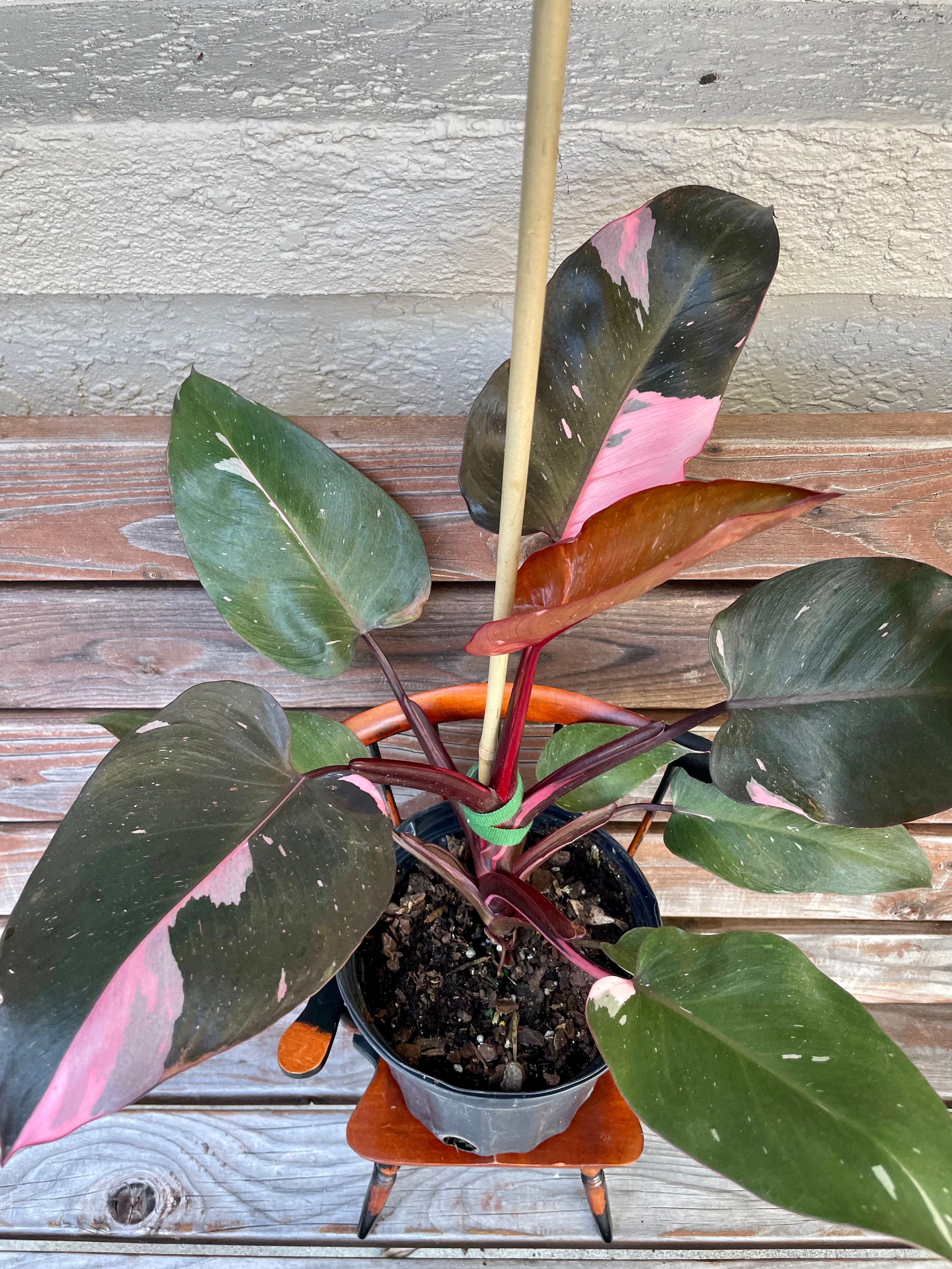 Philodendron Pink Princess- ONLY AVAILABLE AT MUDSLIDE COFFEE