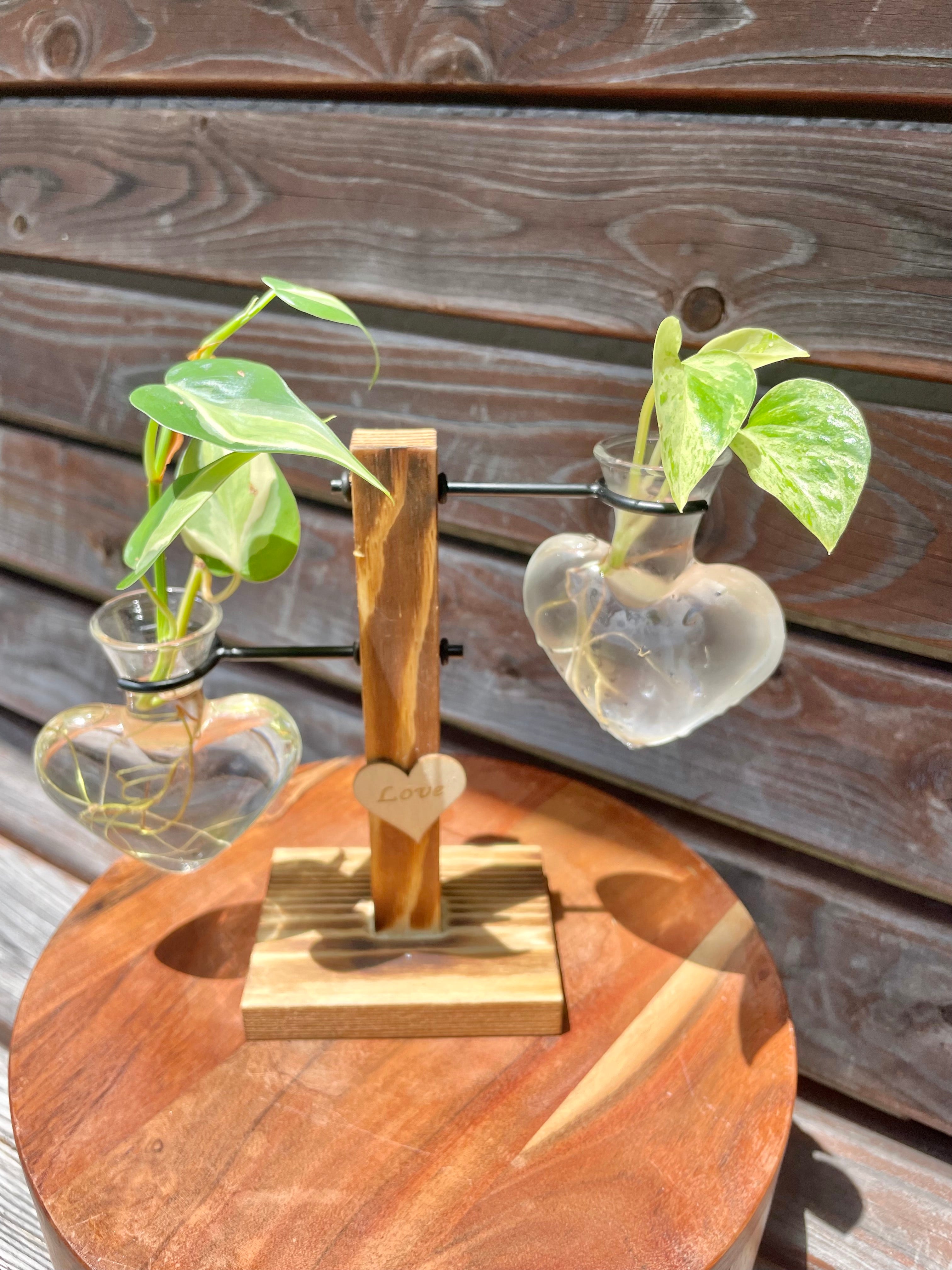 Philodendron Silver Stripe & Marble Queen Pothos cutting in prop stand- ONLY AVAILABLE AT MUDSLIDE COFFEE