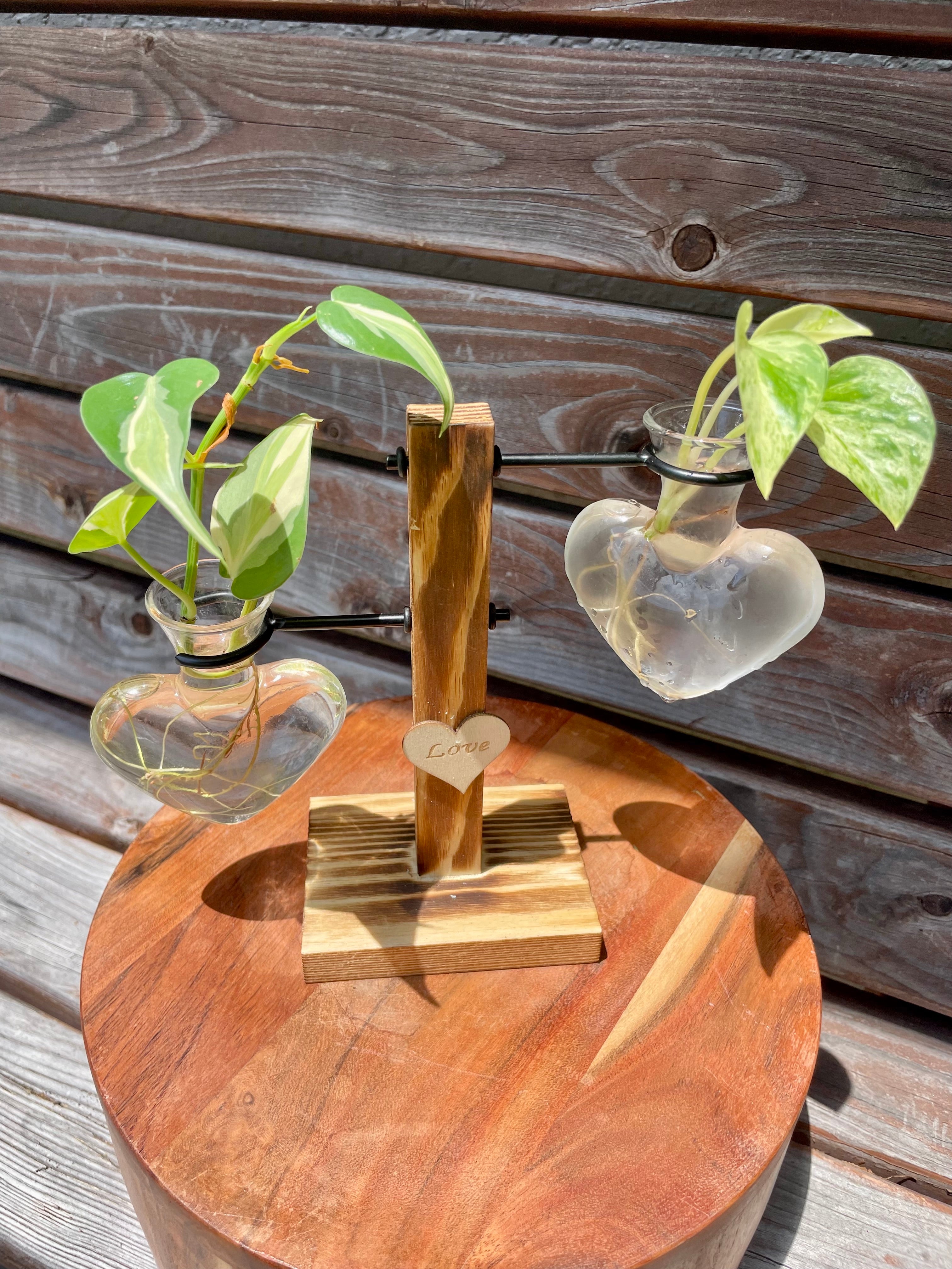 Philodendron Silver Stripe & Marble Queen Pothos cutting in prop stand- ONLY AVAILABLE AT MUDSLIDE COFFEE