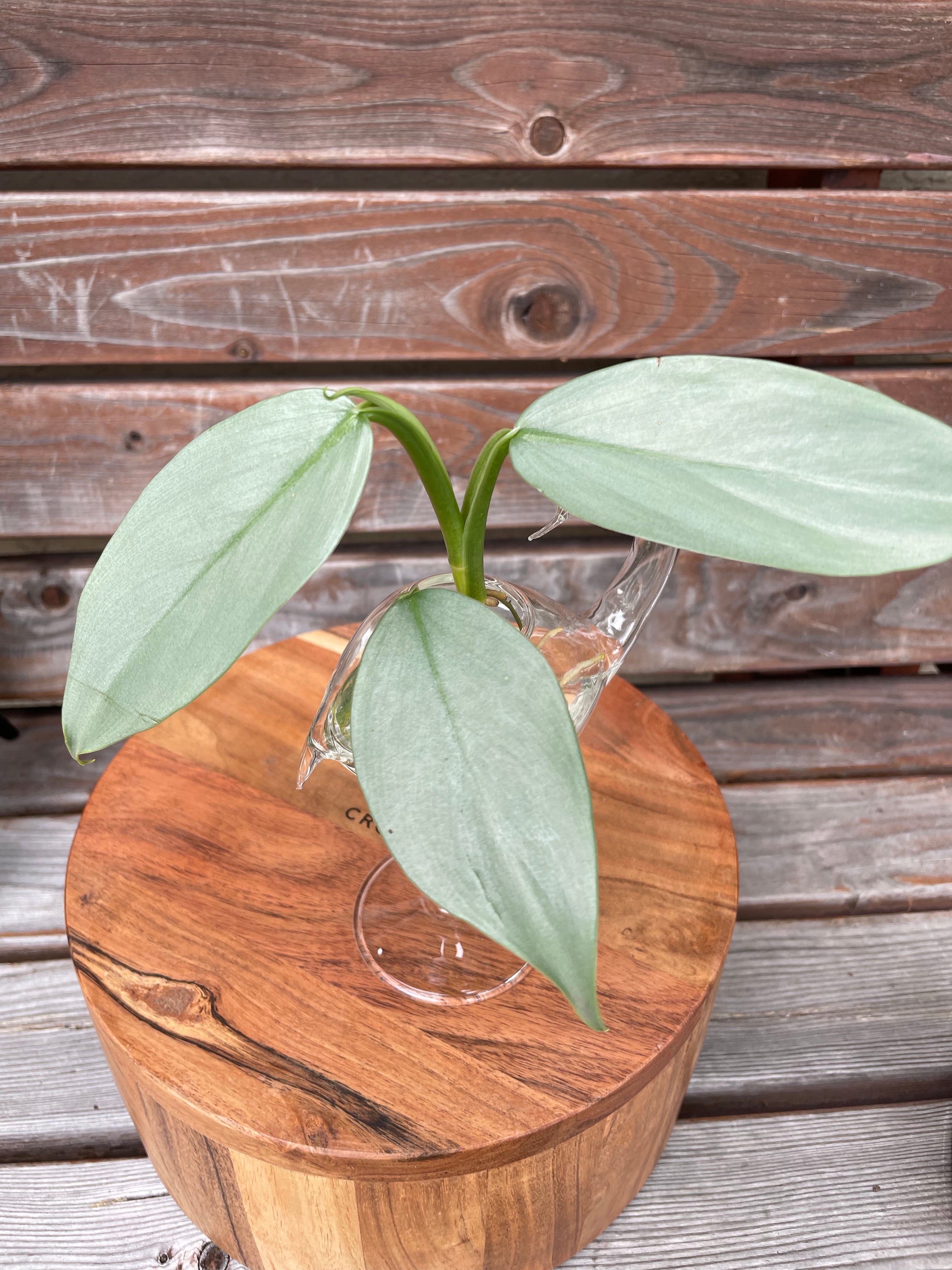Philodendron Silver Sword in glass prop stand- ONLY AVAILABLE AT ORANGE BLOSSOM COFFEE