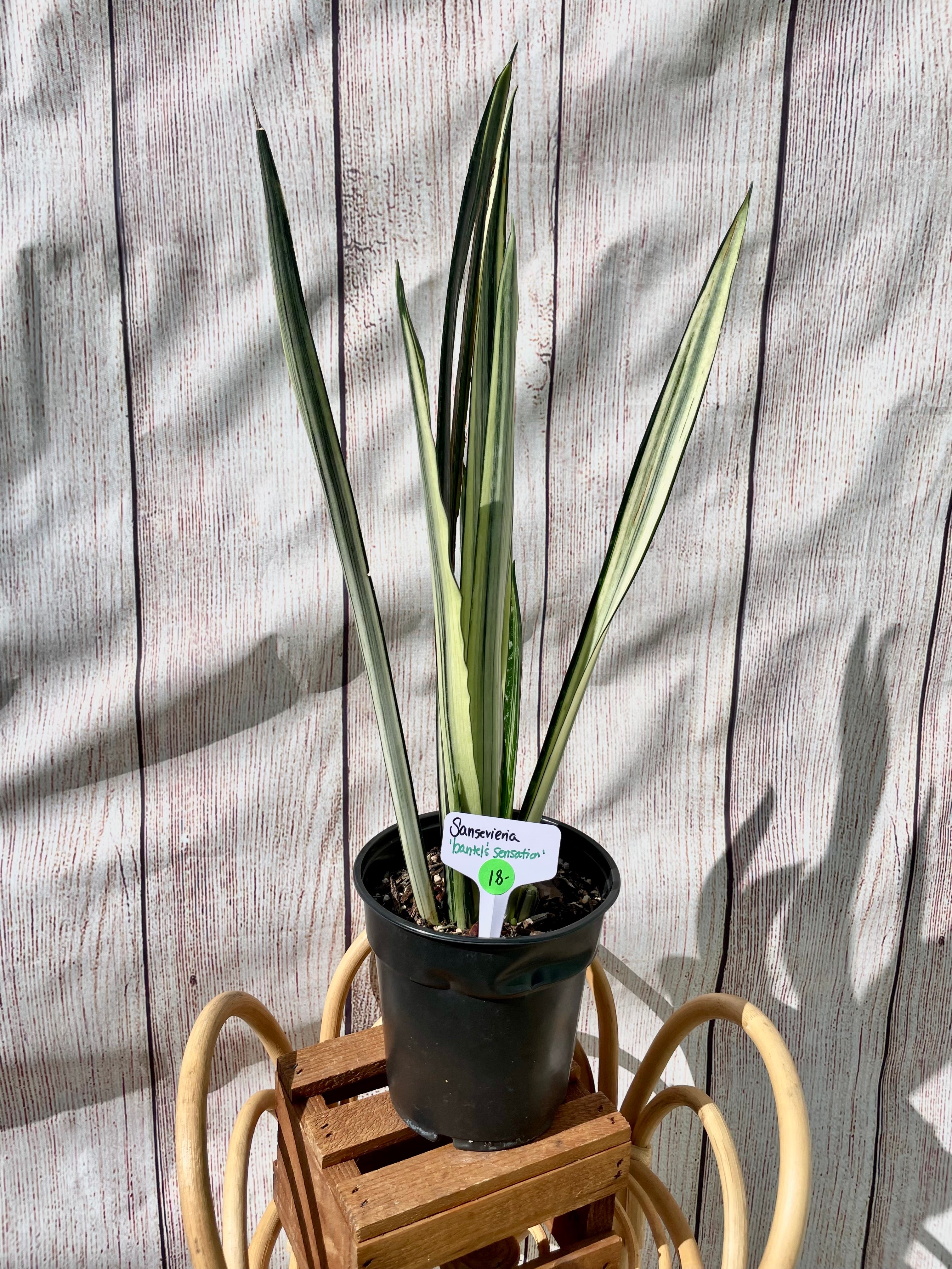 sansevieria bantel sensation Sansevieria Bantel's Sensation – Scott's Exotic Plants