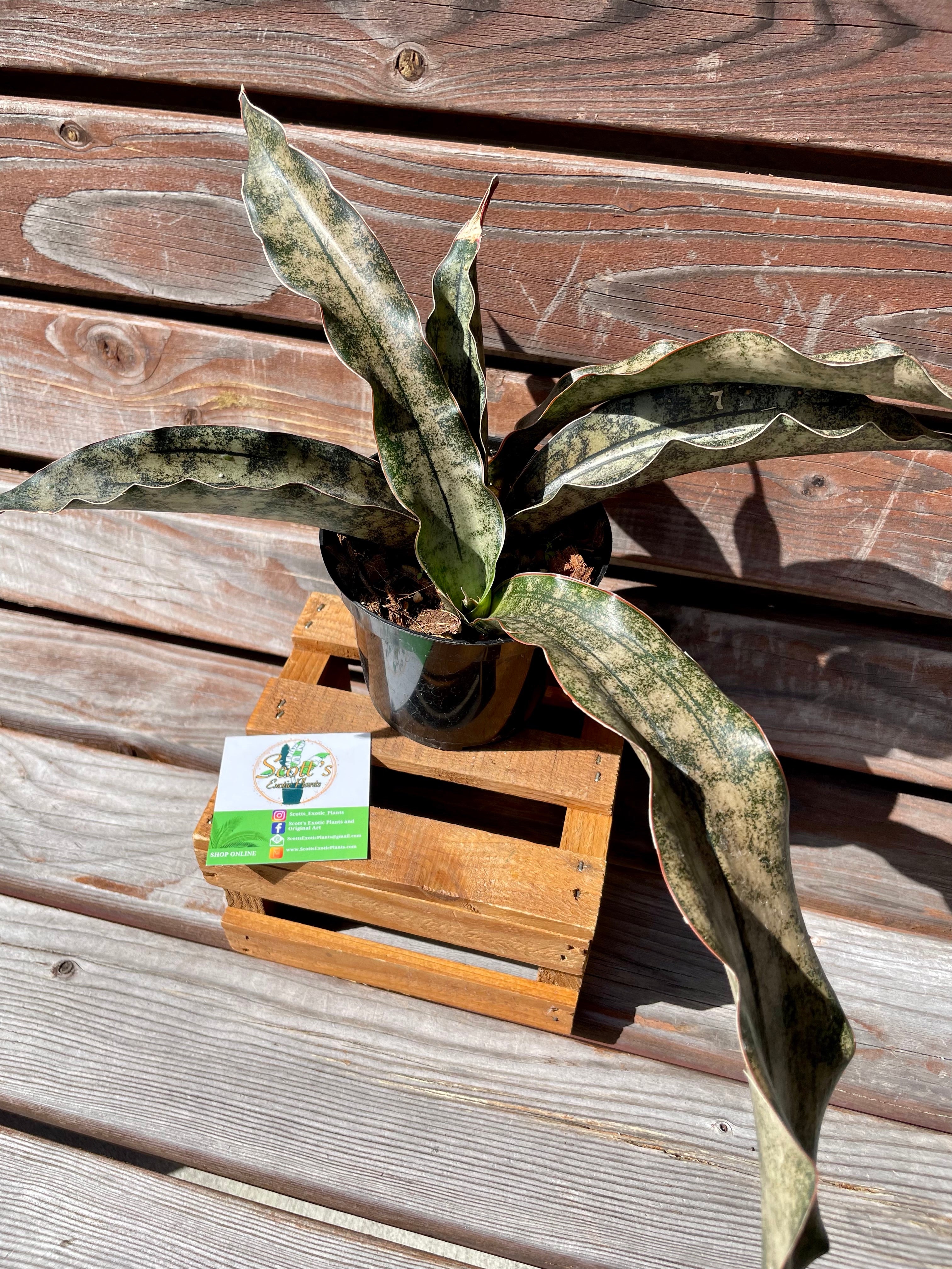 Sansevieria Kirkii Coppertone – Scott's Exotic Plants