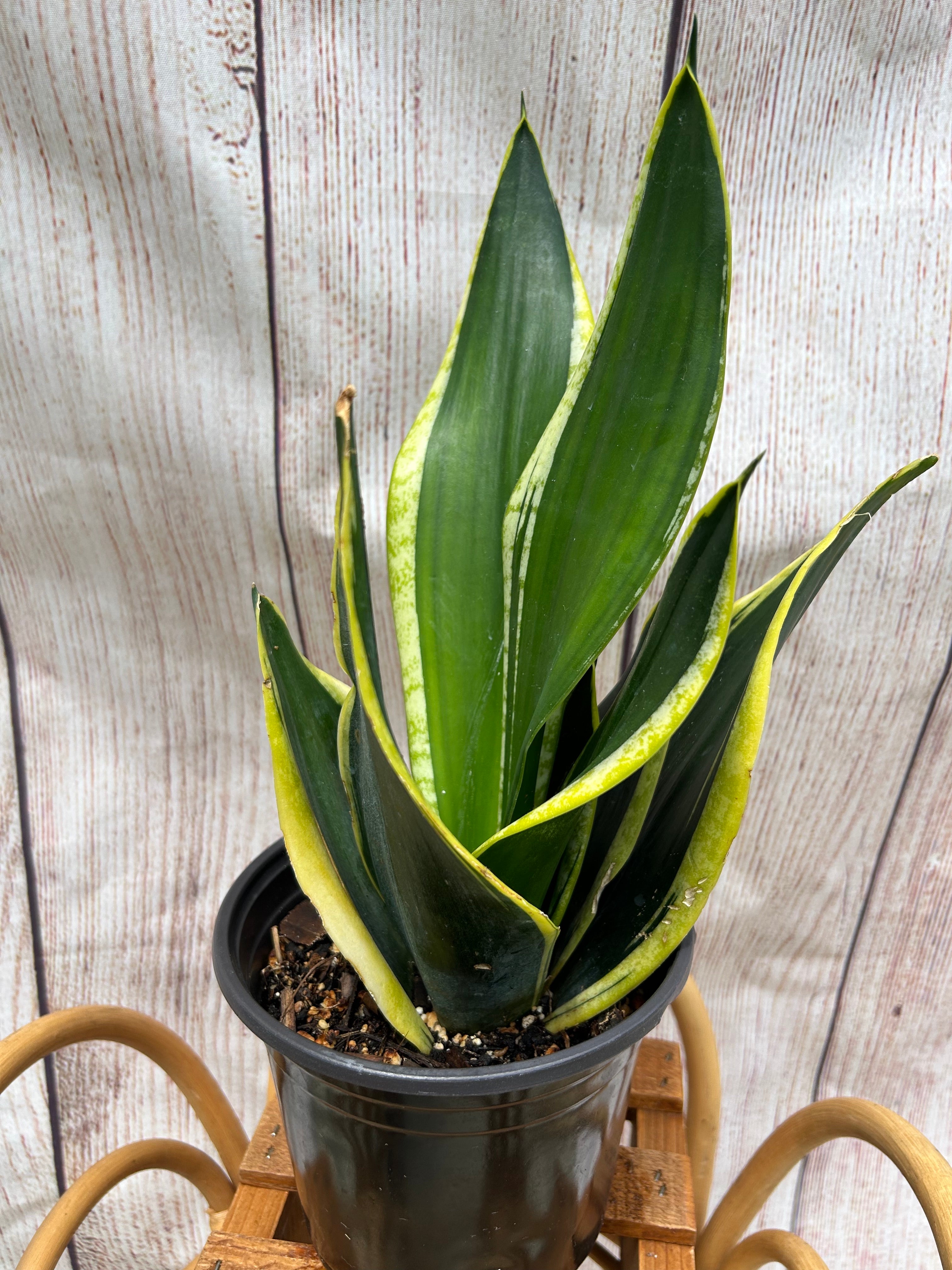 Sansevieria Black Gold in 6-inch pot – Scott’s Exotic Plants