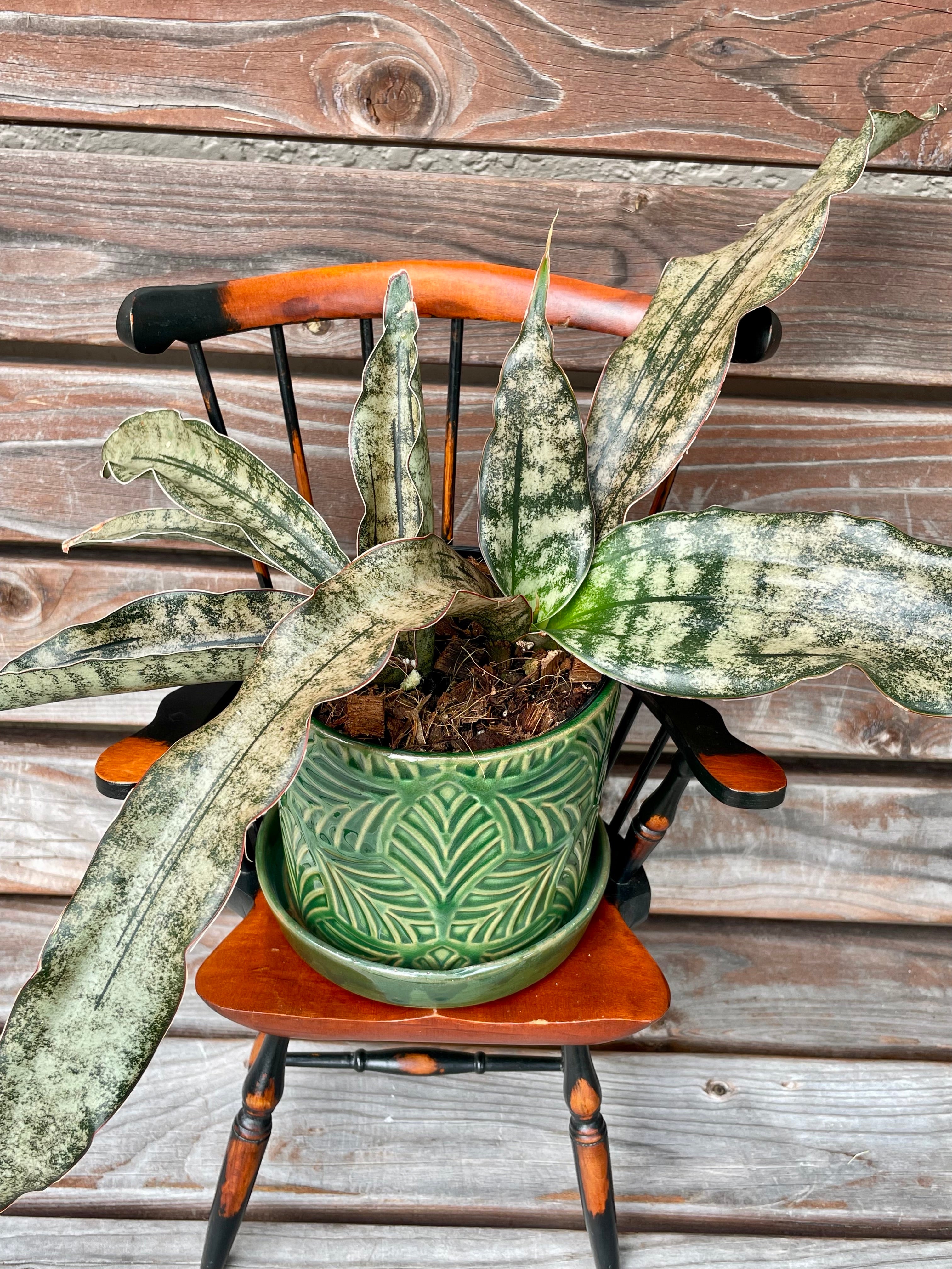 Sansevieria Kirkii Coppertone in gorgeous green ceramic pot- ONLY AVAILABLE INSIDE OF PETRICHOR MUSHROOMS