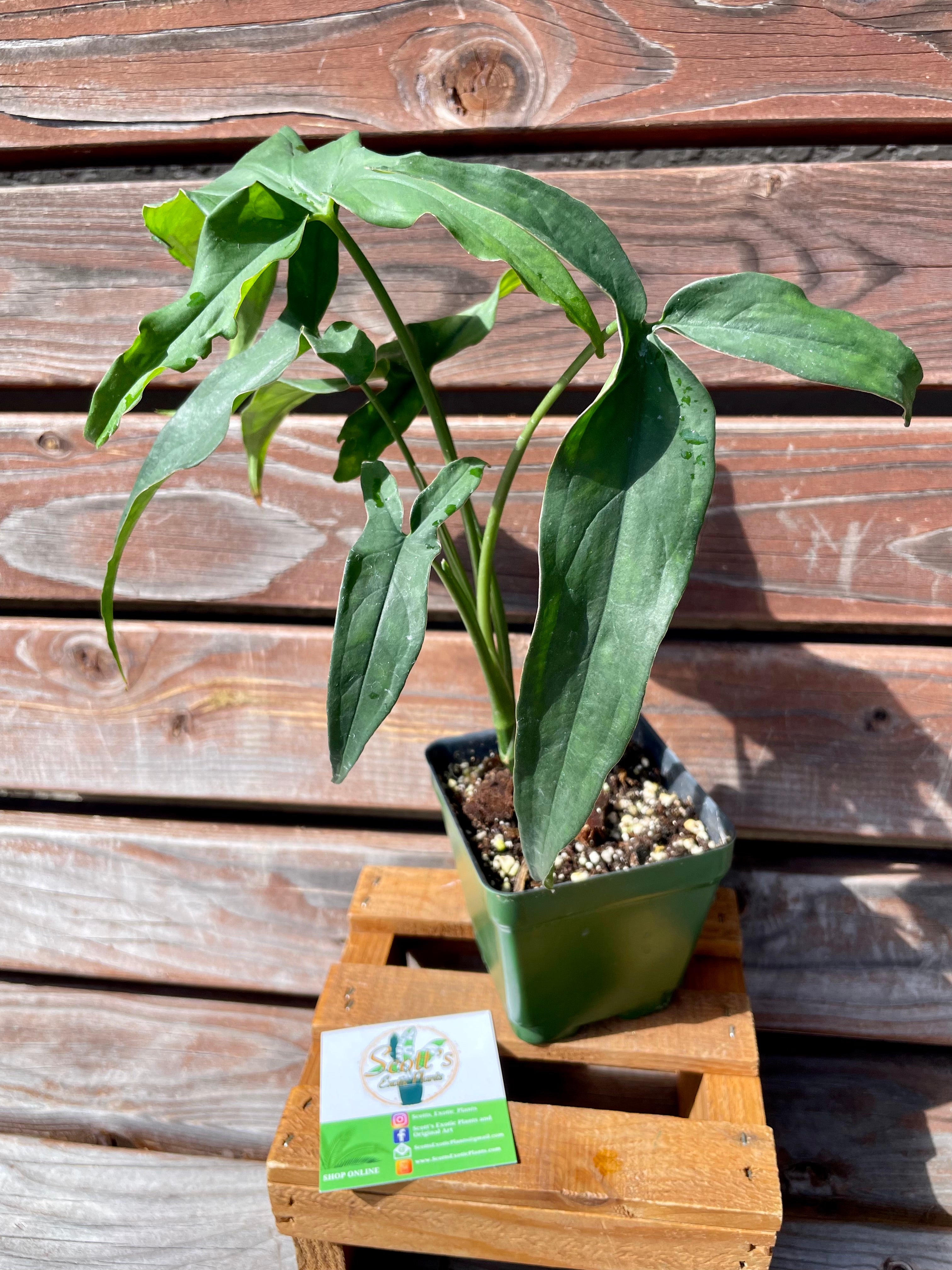 philodendron lance leaf Syngonium Lance leaf SP. AVAILABLE ONLY at MUDSLIDE COFFEE – Scott's Exotic Plants
