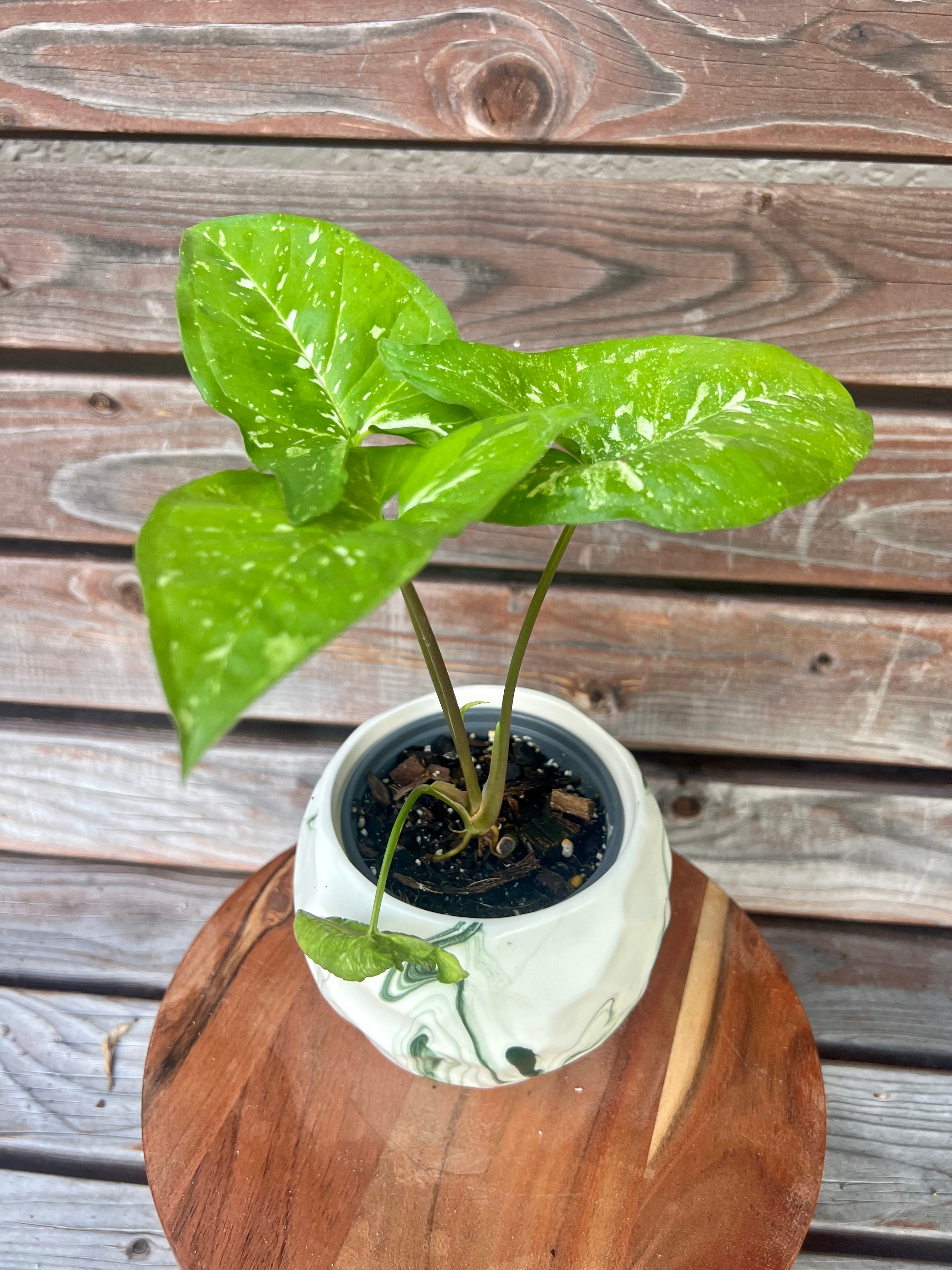 Syngonium Mojito in ceramic pot- ONLY AVAILABLE AT ORANGE BLOSSOM COFFEE