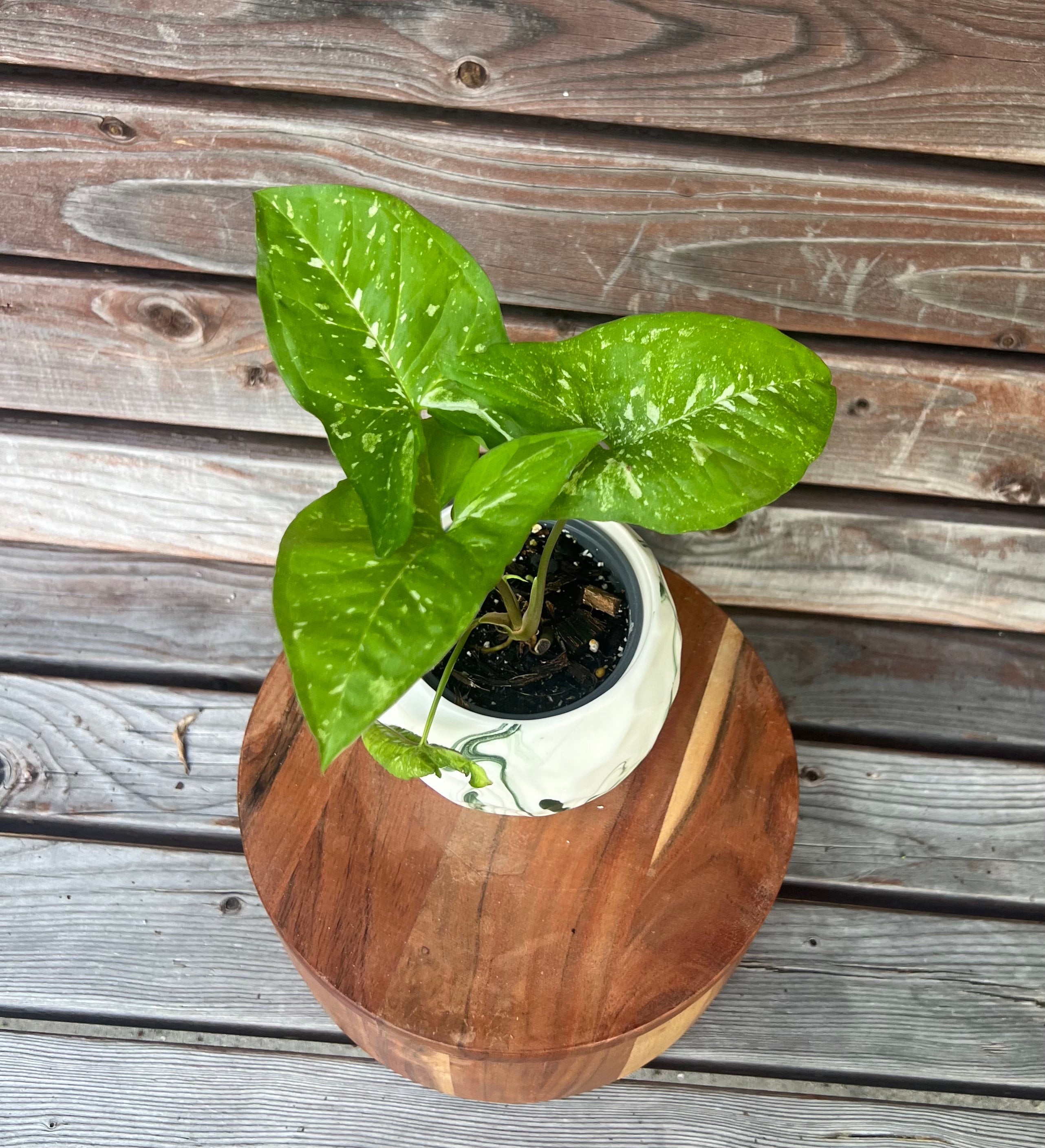 Syngonium Mojito in ceramic pot- ONLY AVAILABLE AT ORANGE BLOSSOM COFFEE