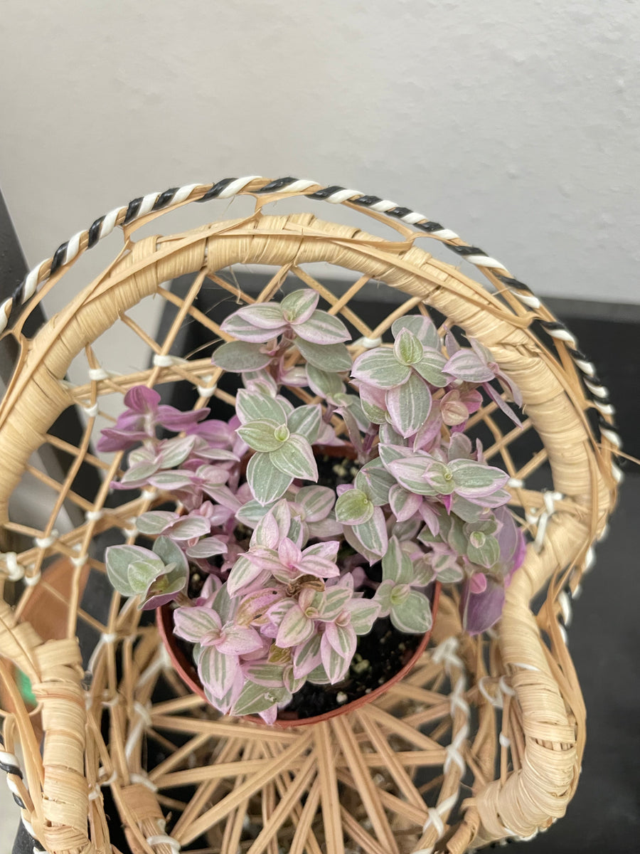 Tradescantia Pink Panther – Scott’s Exotic Plants