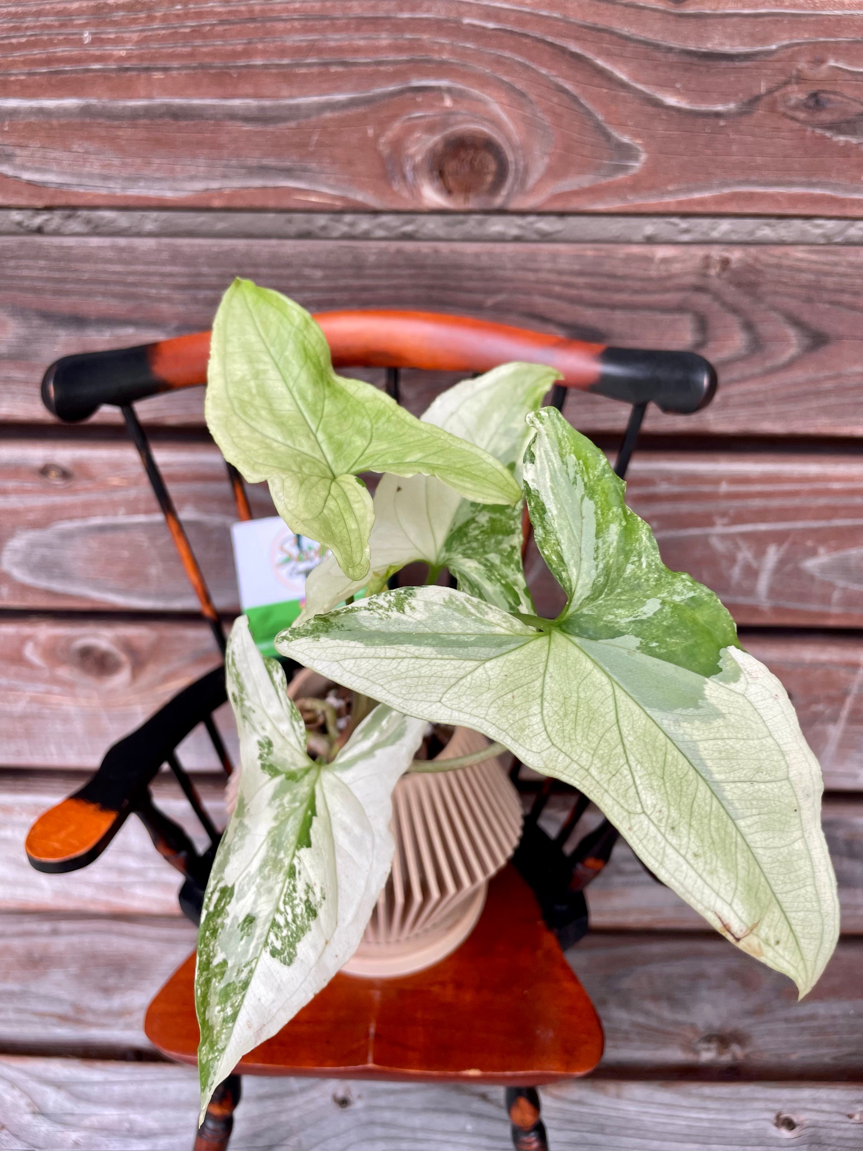 Variegated Syngonium Podophyllum albo in WOODLAND PULSE PASSIVE DIFFUSER POT- ONLY AVAILABLE AT ORANGE BLOSSOM COFFEE