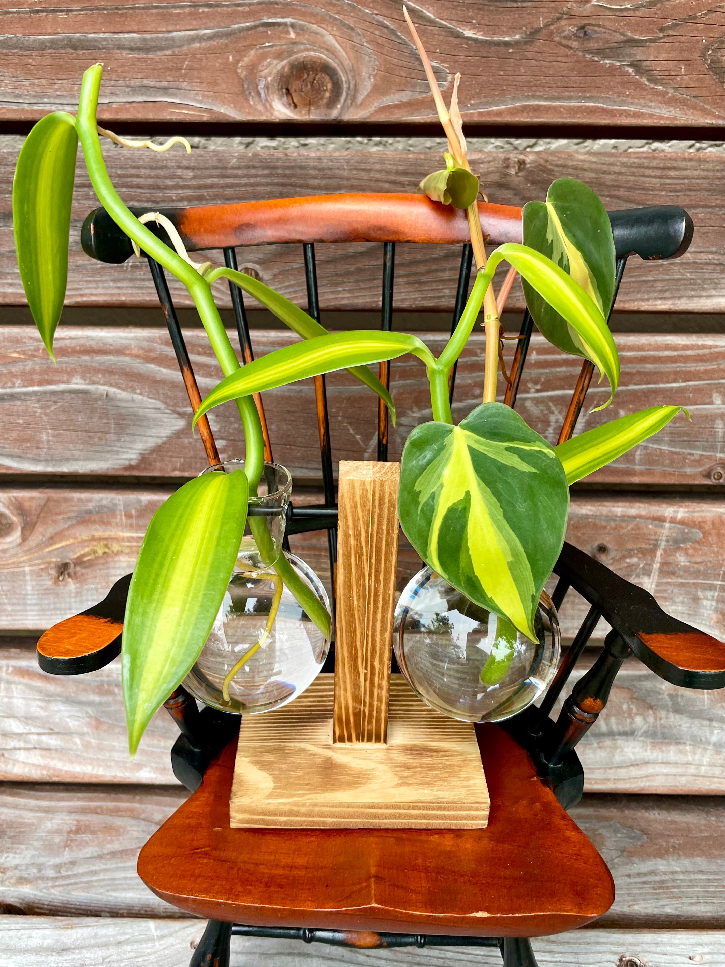 Variegated Vanilla Orchid & Philodendron Brasil Cutting in Propagation –  Scott's Exotic Plants
