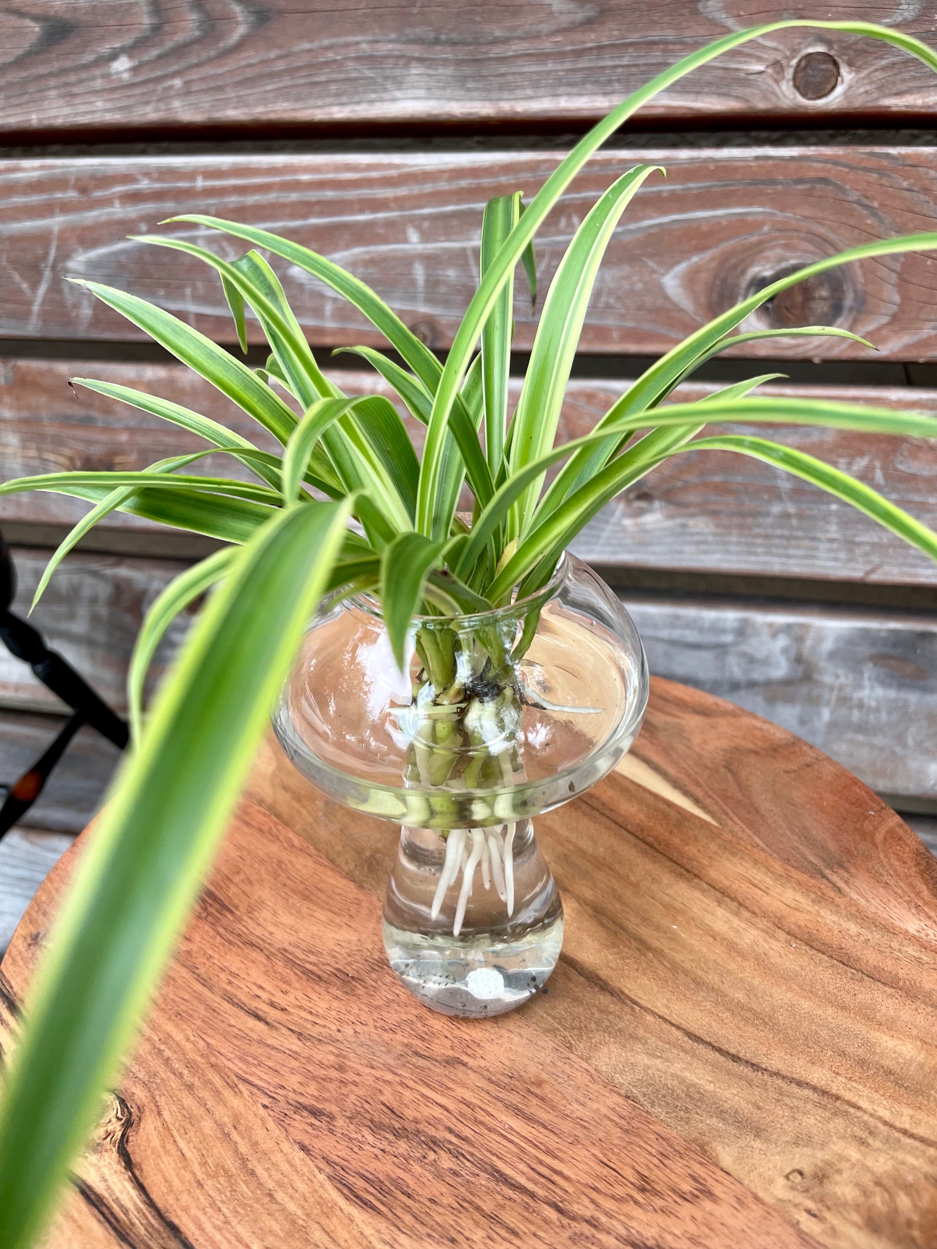 Variegated Spider Plant in Mushroom themed water prop stand- ONLY AVAILABLE AT ORANGE BLOSSOM COFFEE