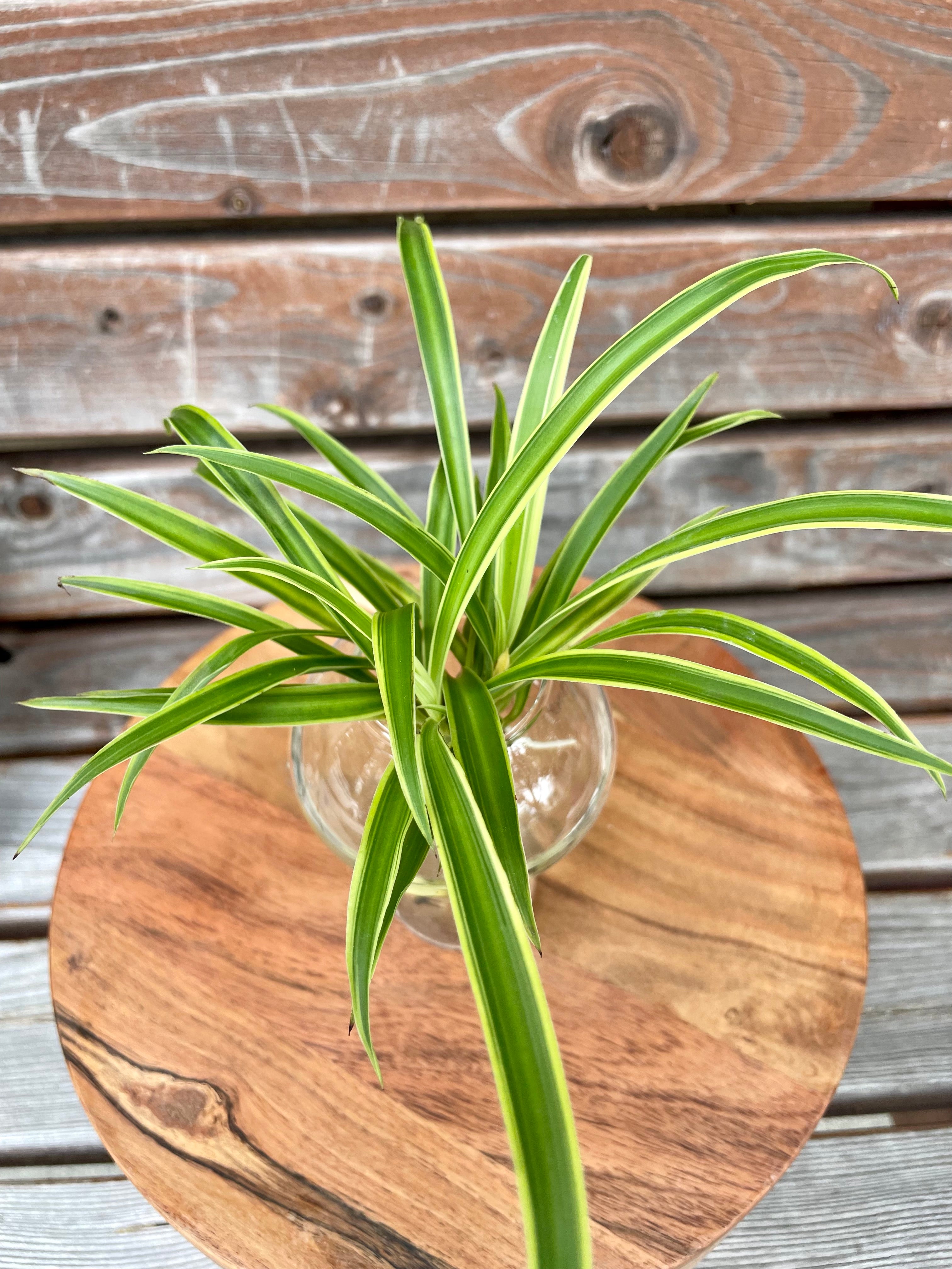 Variegated Spider Plant in Mushroom themed water prop stand- ONLY AVAILABLE AT ORANGE BLOSSOM COFFEE