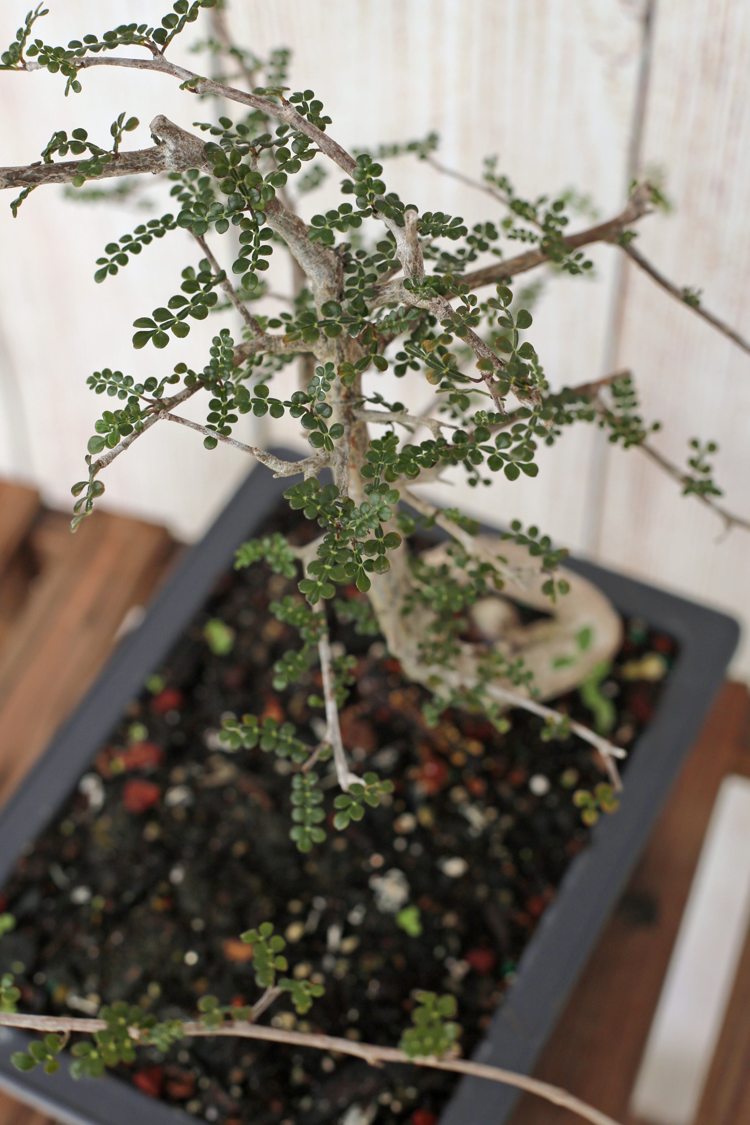 Elephant tree aka Operculicarya decaryi/ Jabily Bonsai tree Scott’s