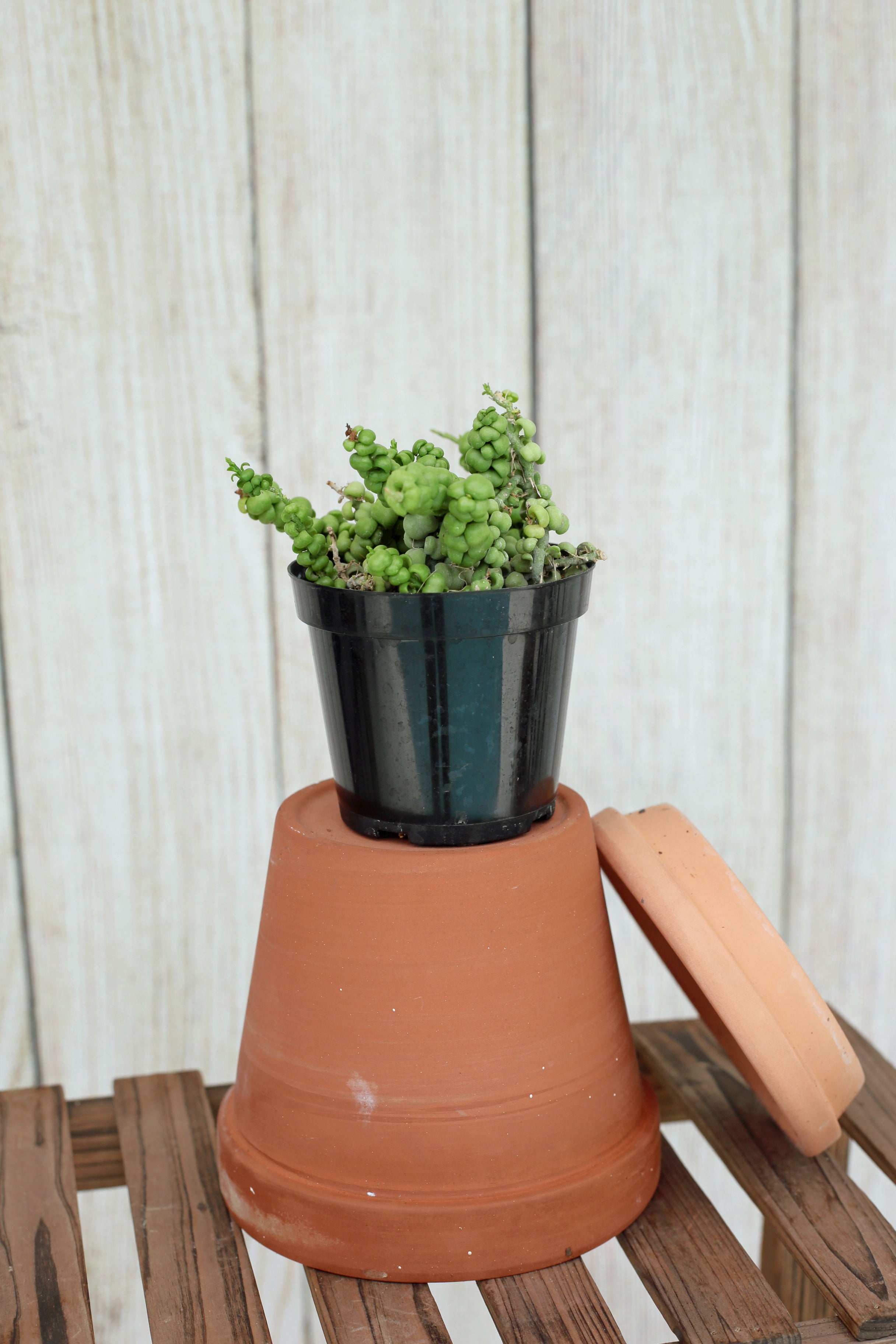 dischidia dragon jade plant Dischidia nummularia 'Dragon Jade' 4-inch – Scott's Exotic Plants