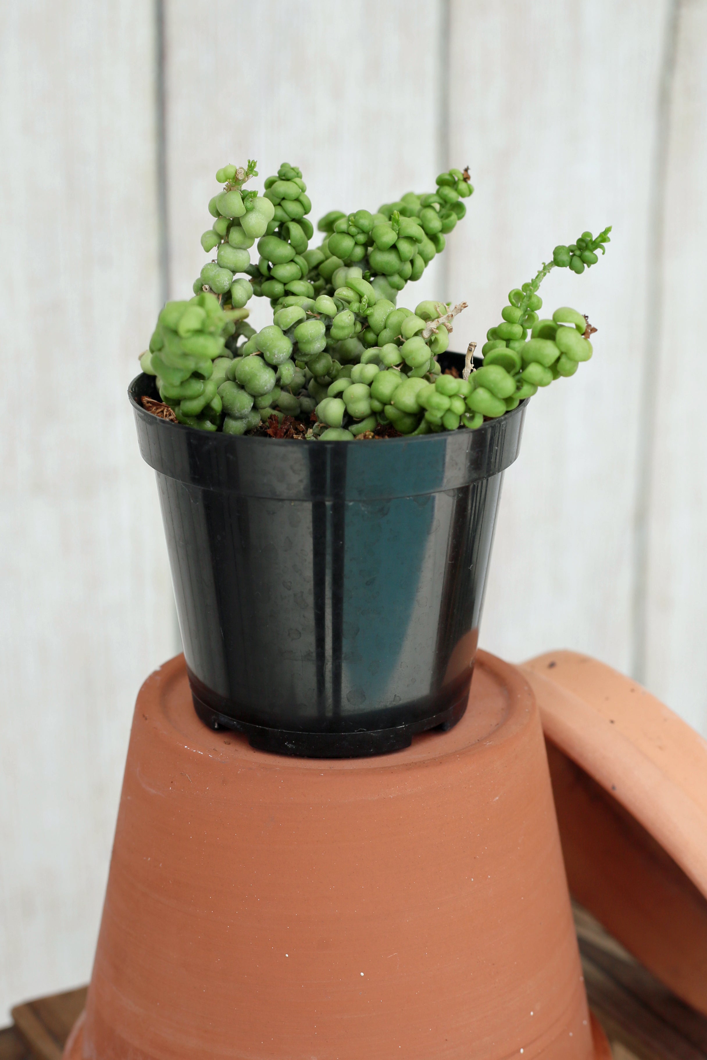 jade dragon plant Dischidia nummularia 'Dragon Jade' 4-inch – Scott's Exotic Plants