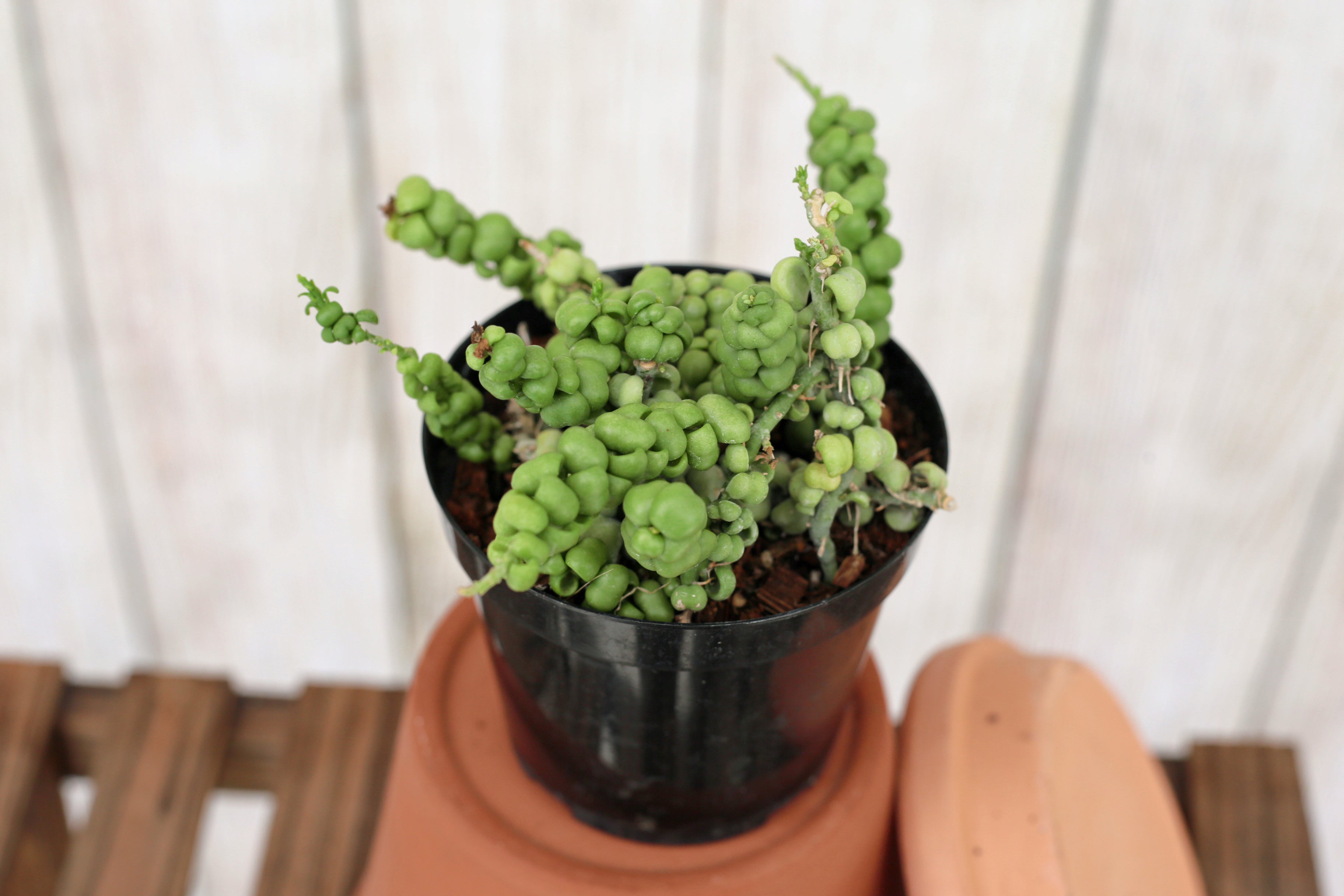 dischidia dragon jade plant Dischidia nummularia 'Dragon Jade' 4-inch