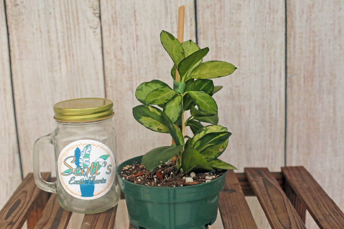 Hoya Australis Lisa in 5 inch pot aka Hoya australis ssp. tenuipes 'Li Scott’s Exotic Plants