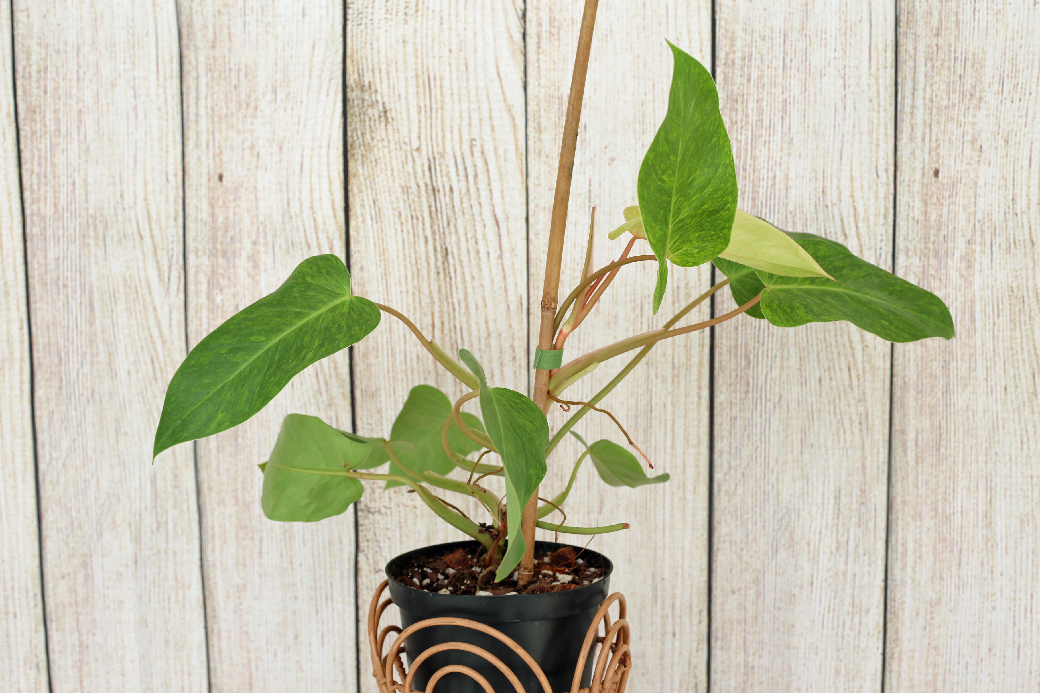 Philodendron painted lady 6-inch plant pot