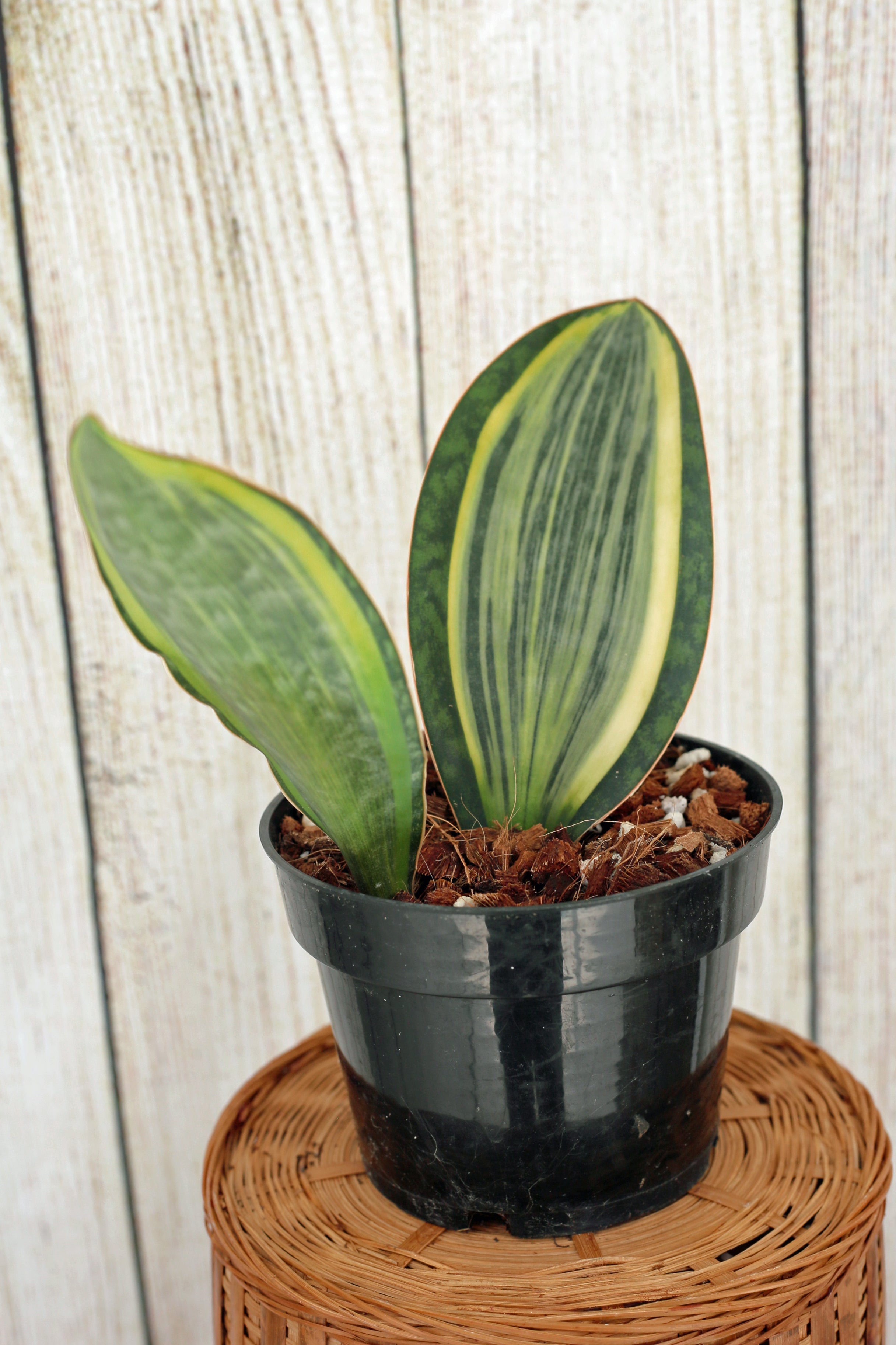 whale fin sansevieria variegated Variegated whale fin aka Dracaena masoniana 6-inch – Scott's Exotic Plants