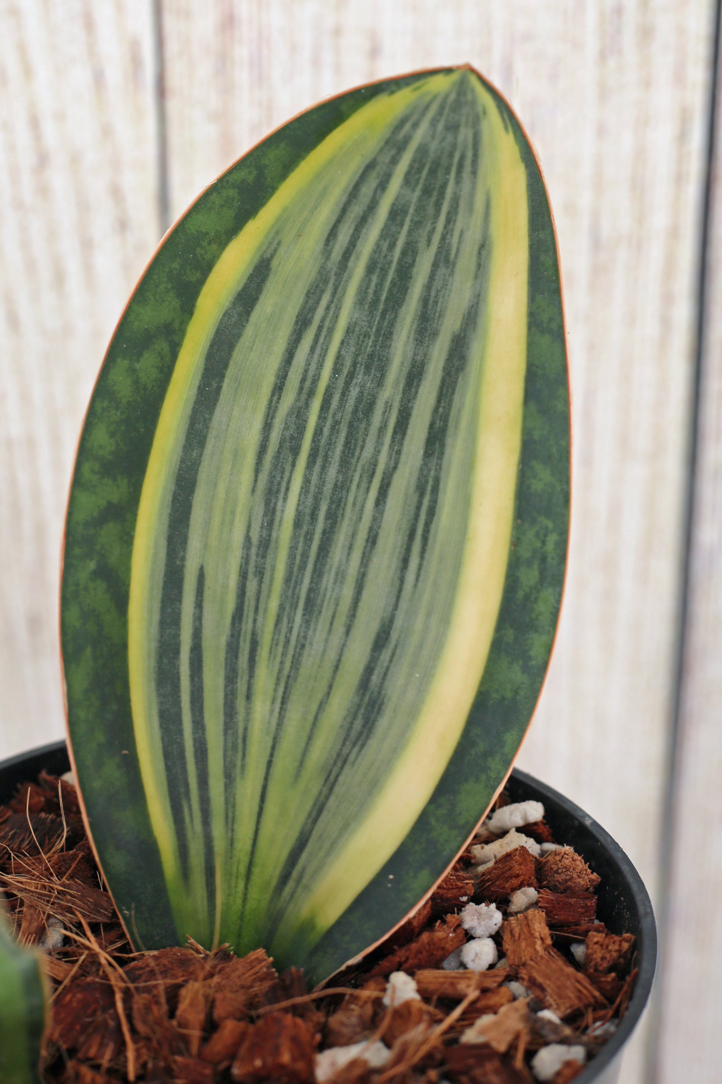 dracaena whale fin Variegated whale fin aka Dracaena masoniana 6-inch – Scott's Exotic Plants