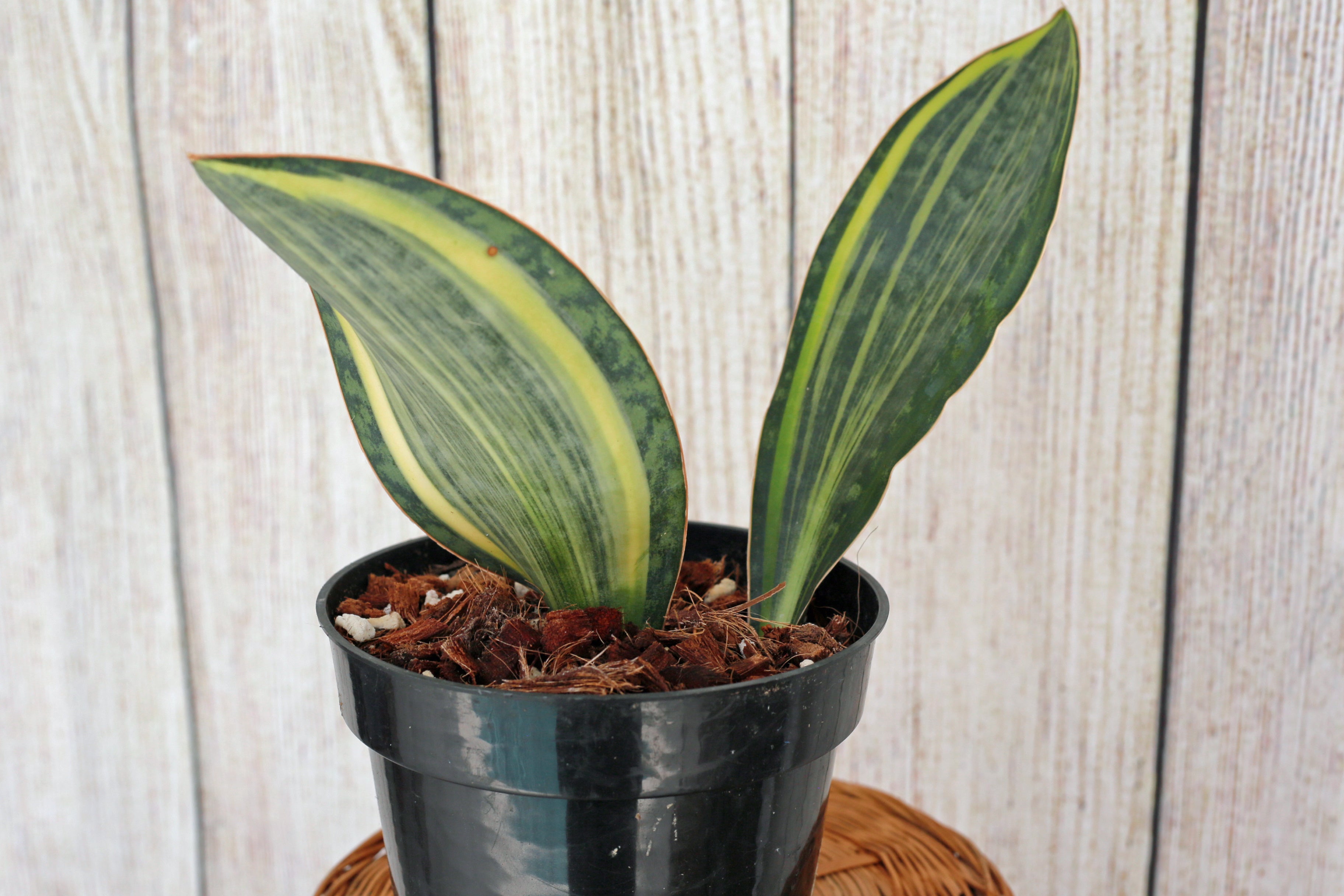 whale fin dracaena Variegated whale fin aka Dracaena masoniana 6-inch – Scott's Exotic Plants