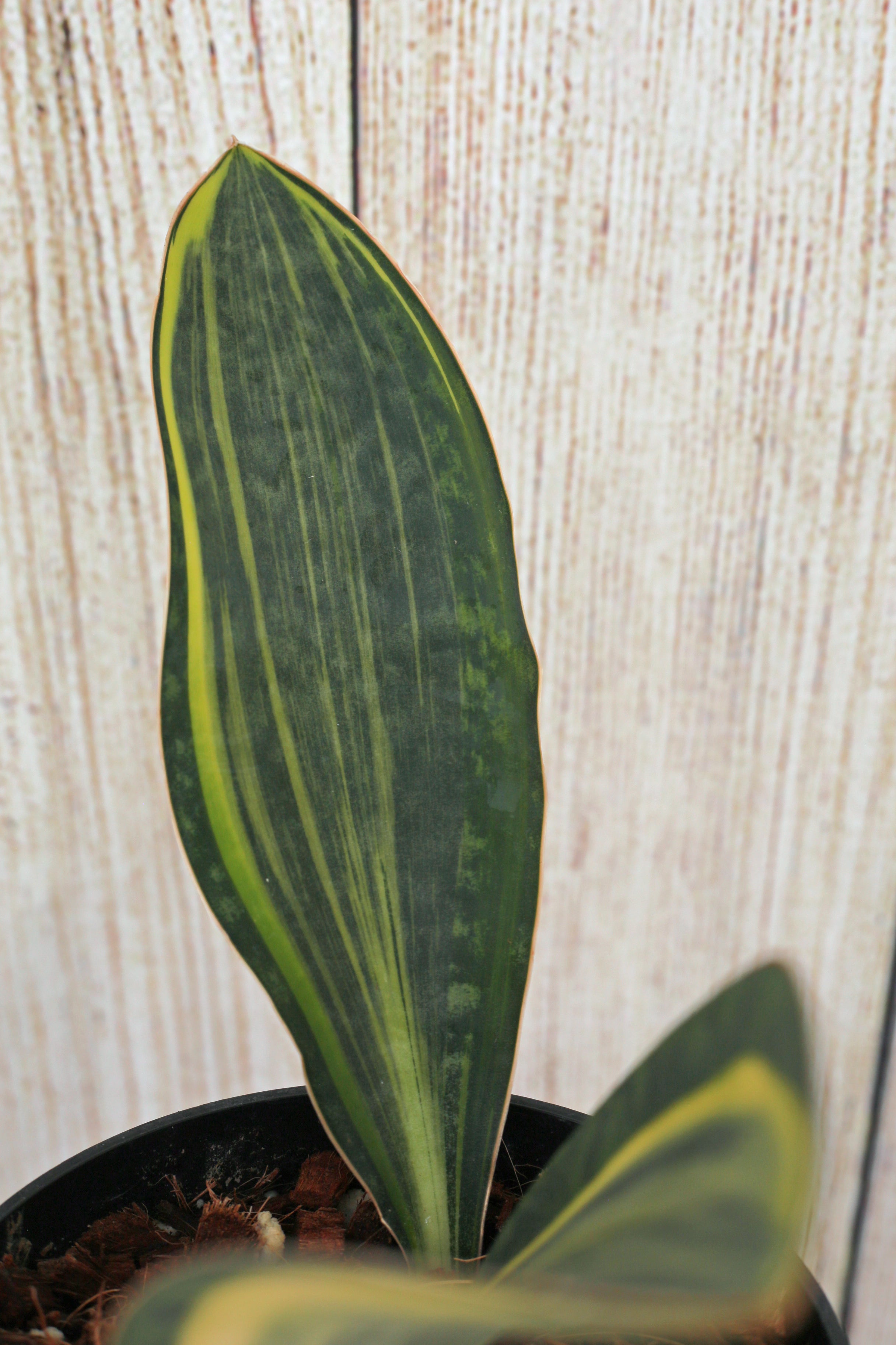 whale fin dracaena Variegated whale fin aka Dracaena masoniana 6-inch – Scott's Exotic Plants