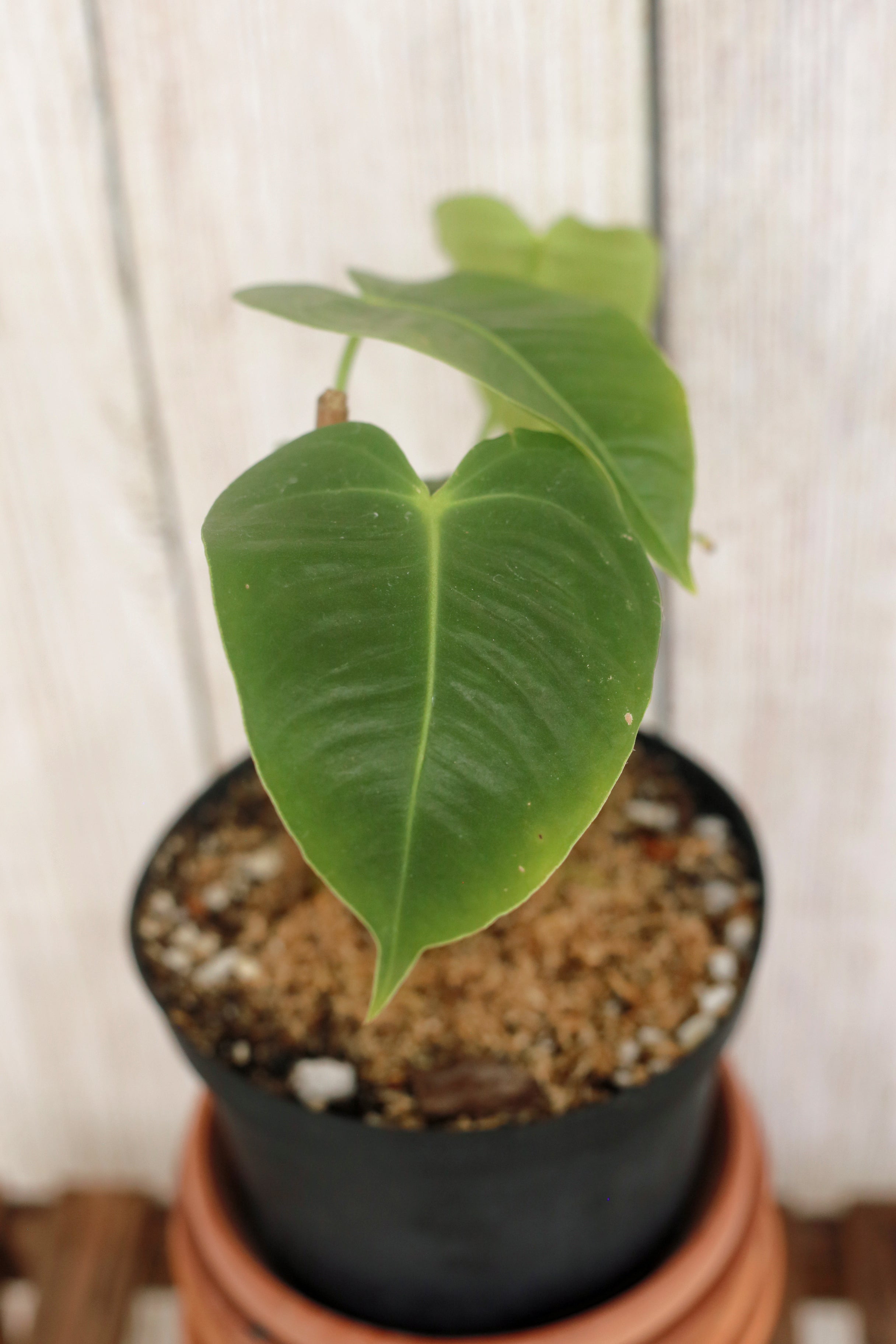 anthurium veitchii hybrid Anthurium Veitchii (seedling) 4-inch pot – Scott's Exotic Plants