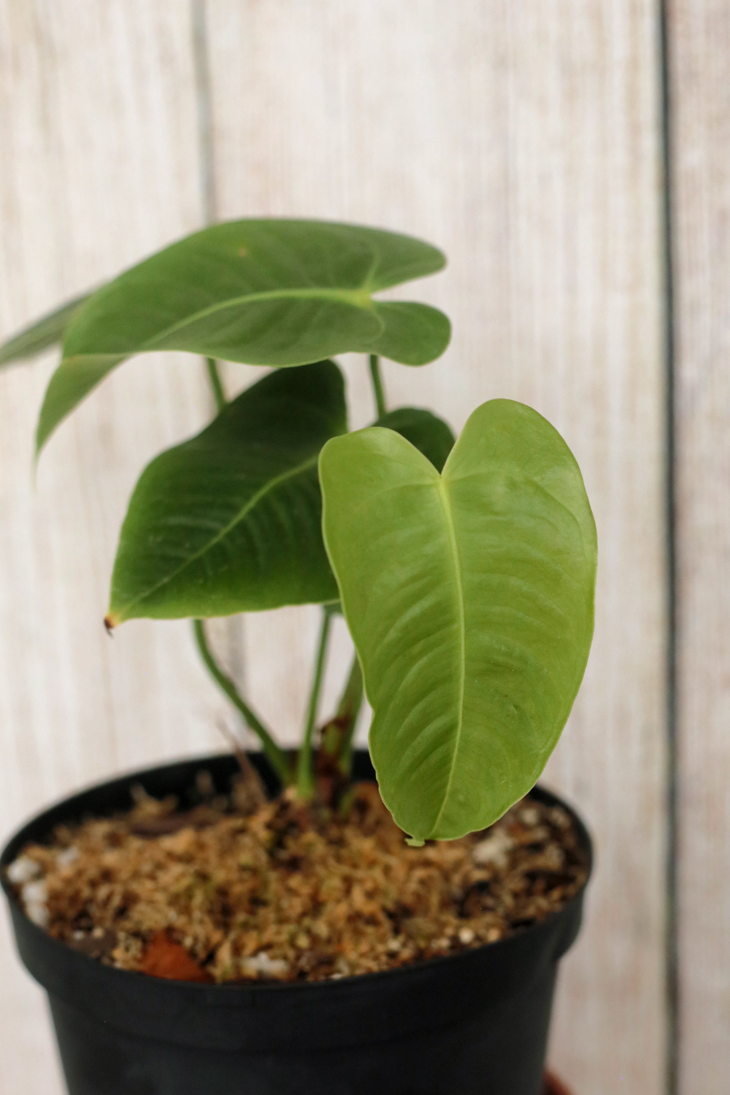 anthurium veitchii soil Anthurium Veitchii aka King Anthurium 6" pot
